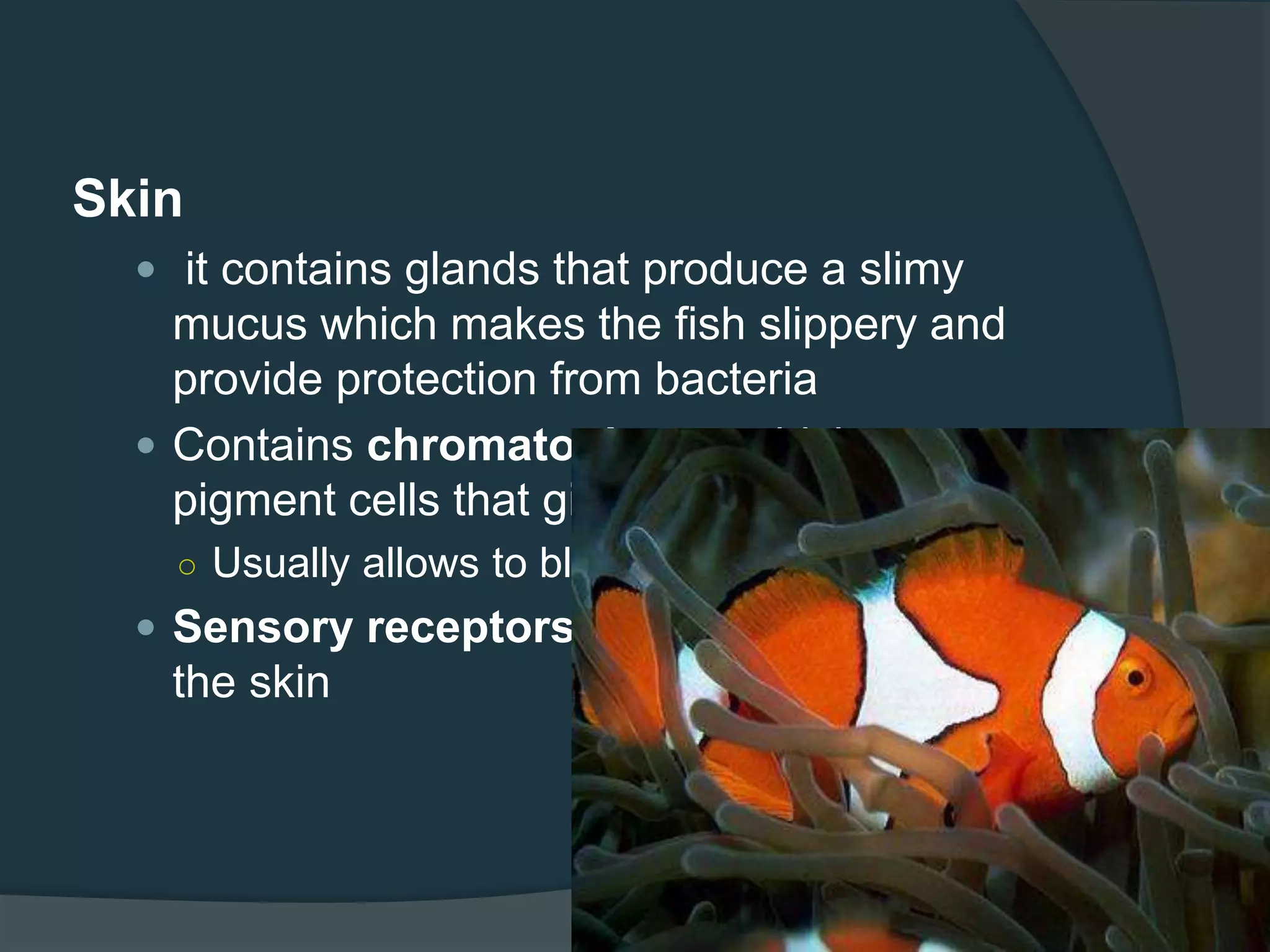 Skin
 it contains glands that produce a slimy
mucus which makes the fish slippery and
provide protection from bacteria
 Contains chromatophores which are
pigment cells that give the fish its colors.
○ Usually allows to blend with its surroundings
 Sensory receptors are also contained in
the skin
 