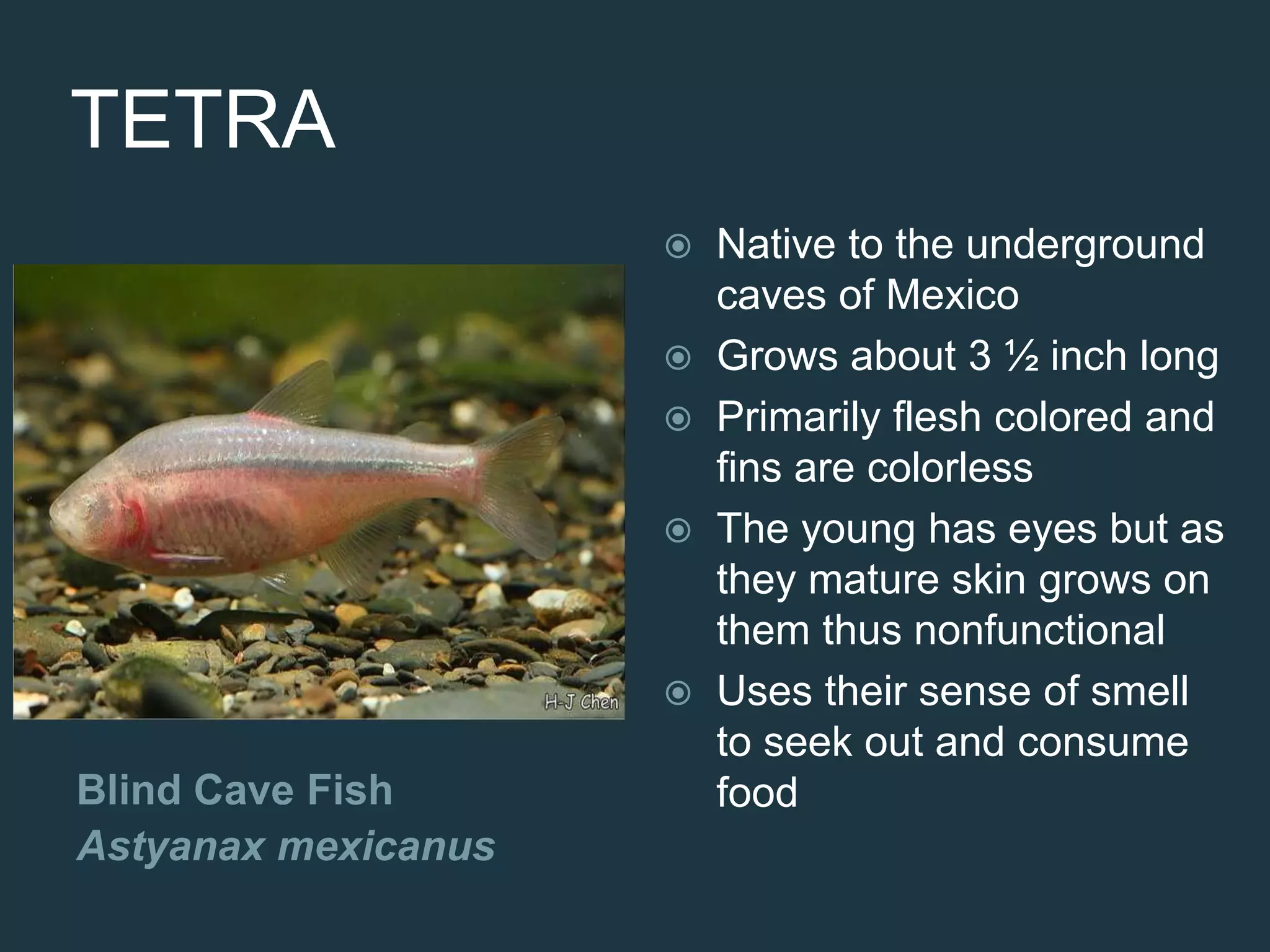 TETRA
Blind Cave Fish
Astyanax mexicanus
 Native to the underground
caves of Mexico
 Grows about 3 ½ inch long
 Primarily flesh colored and
fins are colorless
 The young has eyes but as
they mature skin grows on
them thus nonfunctional
 Uses their sense of smell
to seek out and consume
food
 
