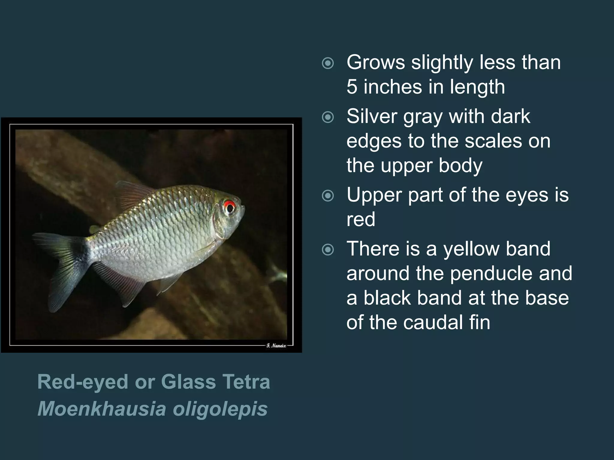 Red-eyed or Glass Tetra
Moenkhausia oligolepis
 Grows slightly less than
5 inches in length
 Silver gray with dark
edges to the scales on
the upper body
 Upper part of the eyes is
red
 There is a yellow band
around the penducle and
a black band at the base
of the caudal fin
 