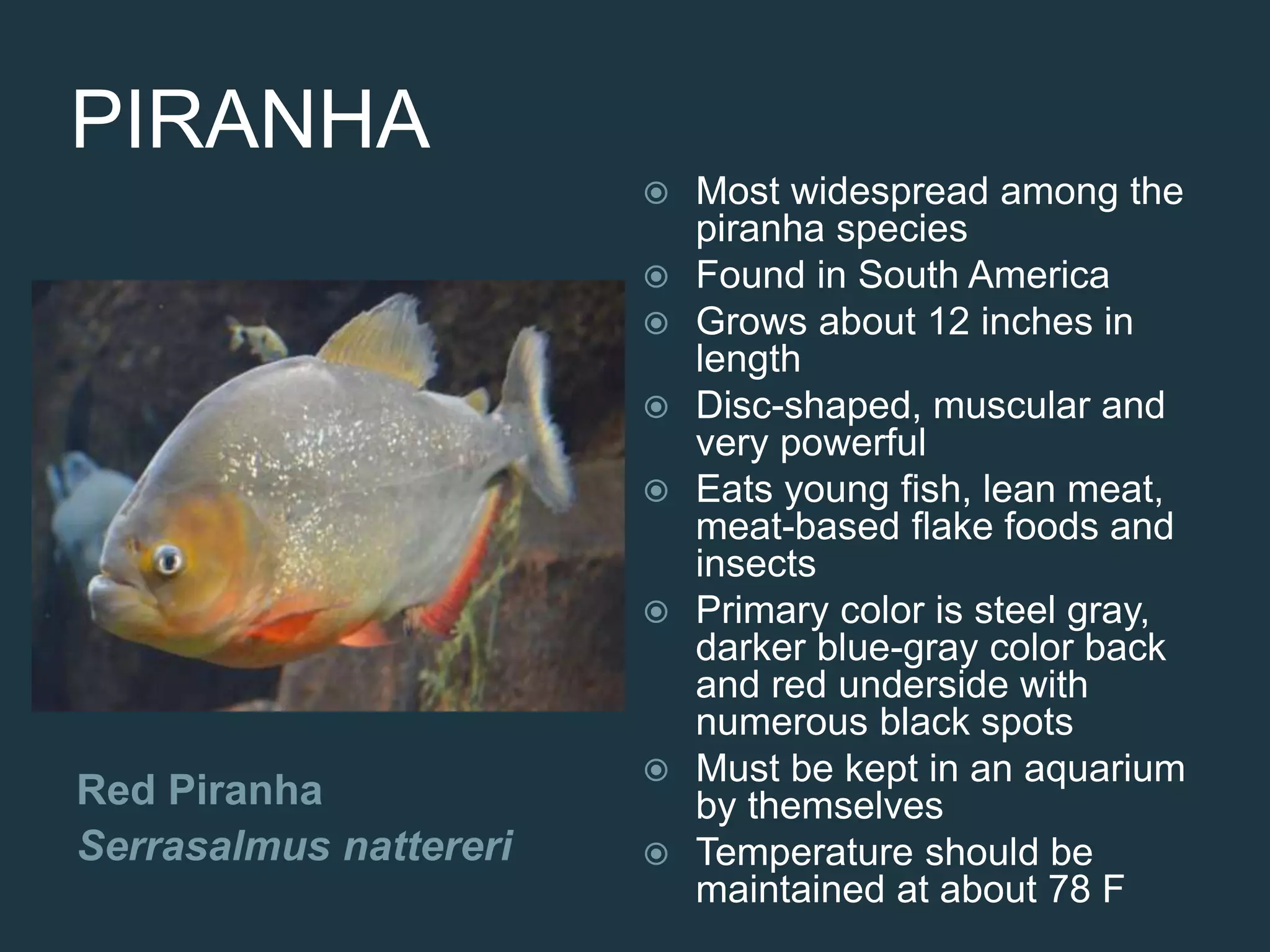 PIRANHA
Red Piranha
Serrasalmus nattereri
 Most widespread among the
piranha species
 Found in South America
 Grows about 12 inches in
length
 Disc-shaped, muscular and
very powerful
 Eats young fish, lean meat,
meat-based flake foods and
insects
 Primary color is steel gray,
darker blue-gray color back
and red underside with
numerous black spots
 Must be kept in an aquarium
by themselves
 Temperature should be
maintained at about 78 F
 