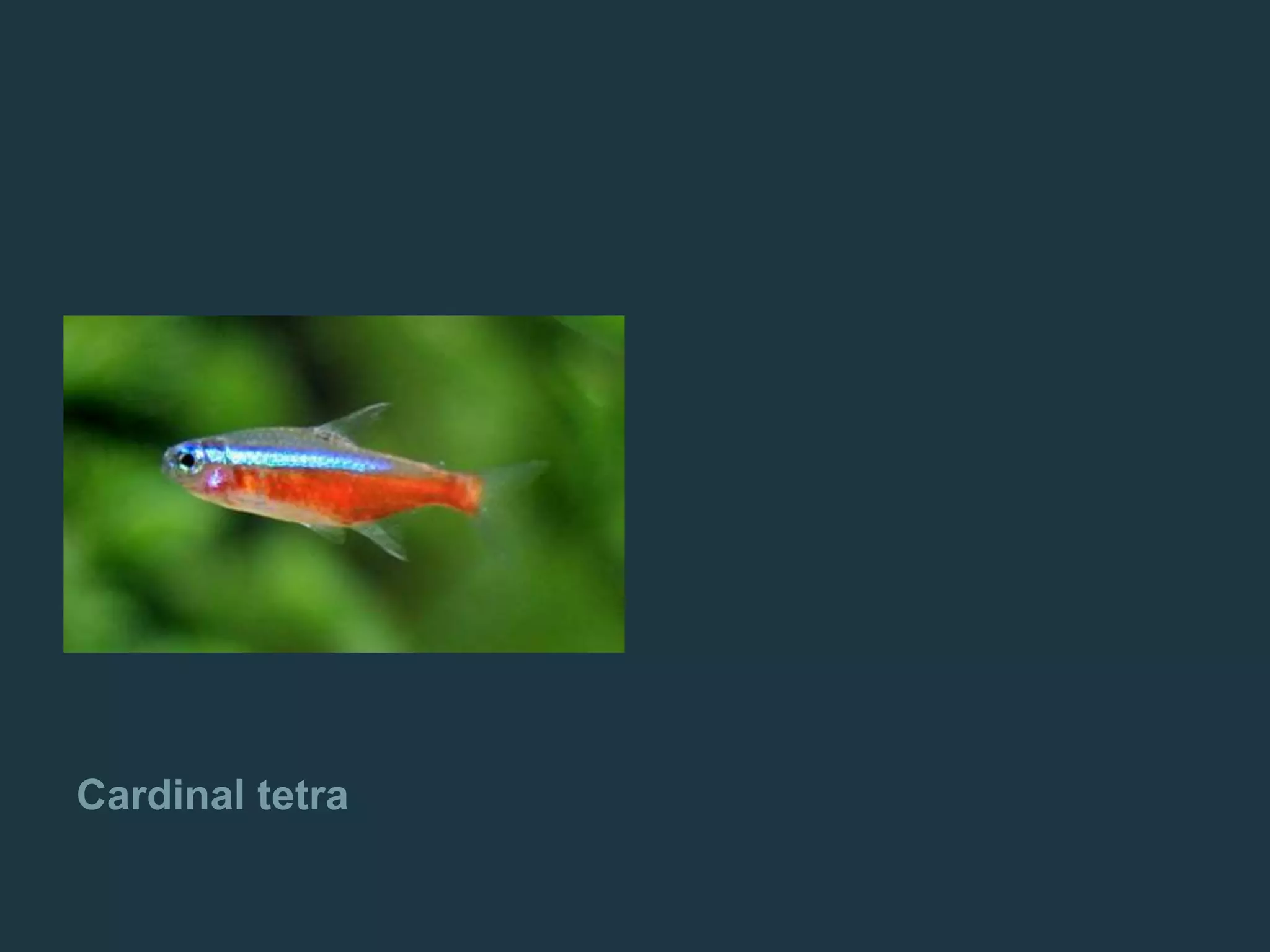 Cardinal tetra
 