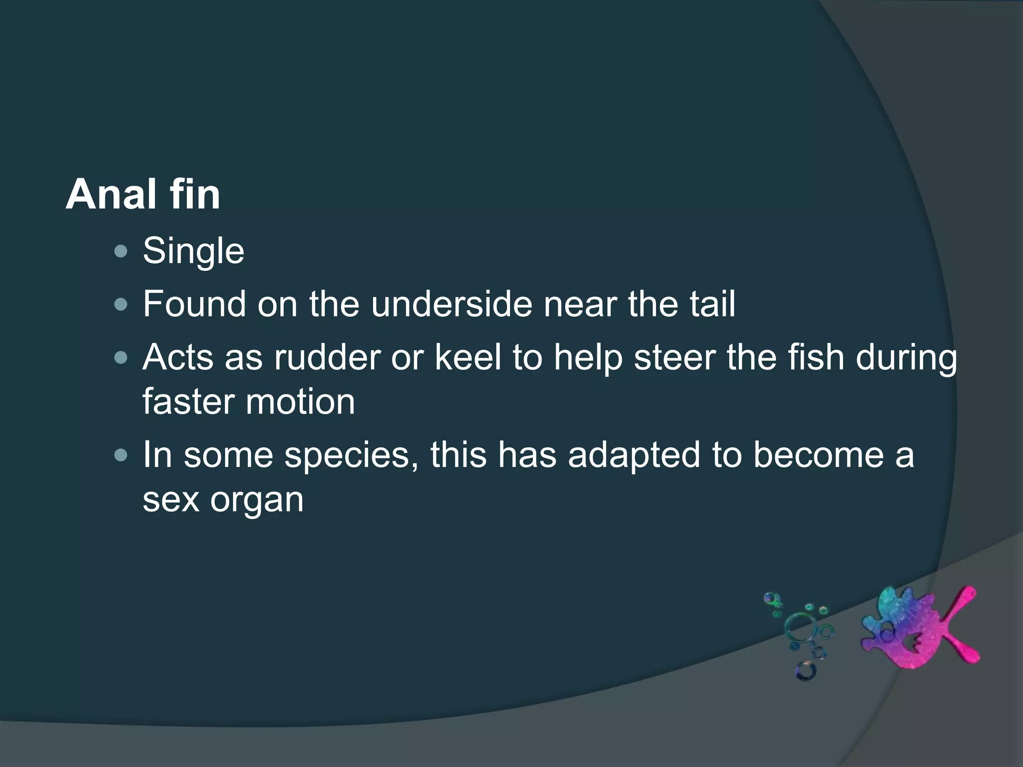 Anal fin
 Single
 Found on the underside near the tail
 Acts as rudder or keel to help steer the fish during
faster motion
 In some species, this has adapted to become a
sex organ
 