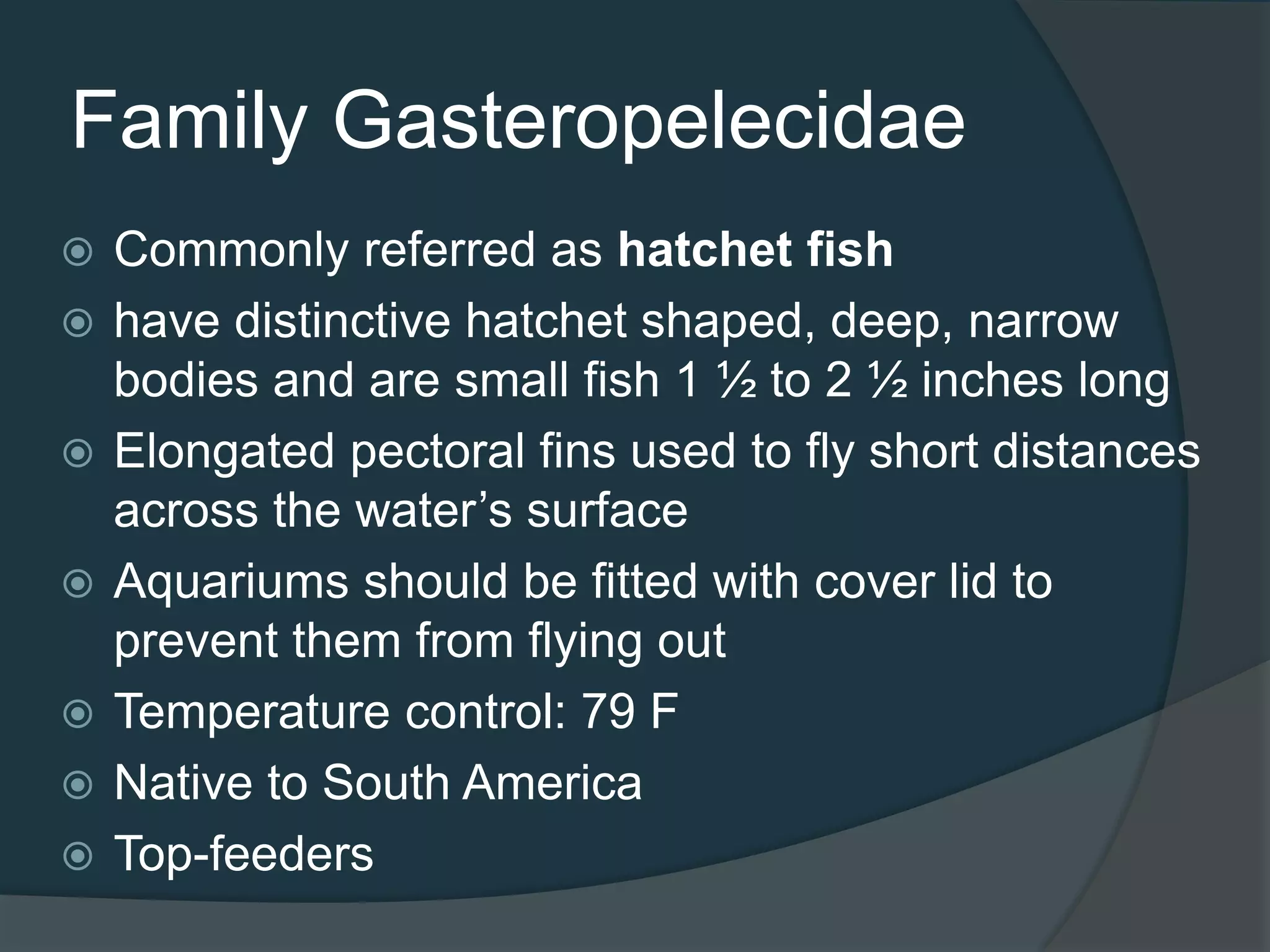 Family Gasteropelecidae
 Commonly referred as hatchet fish
 have distinctive hatchet shaped, deep, narrow
bodies and are small fish 1 ½ to 2 ½ inches long
 Elongated pectoral fins used to fly short distances
across the water’s surface
 Aquariums should be fitted with cover lid to
prevent them from flying out
 Temperature control: 79 F
 Native to South America
 Top-feeders
 