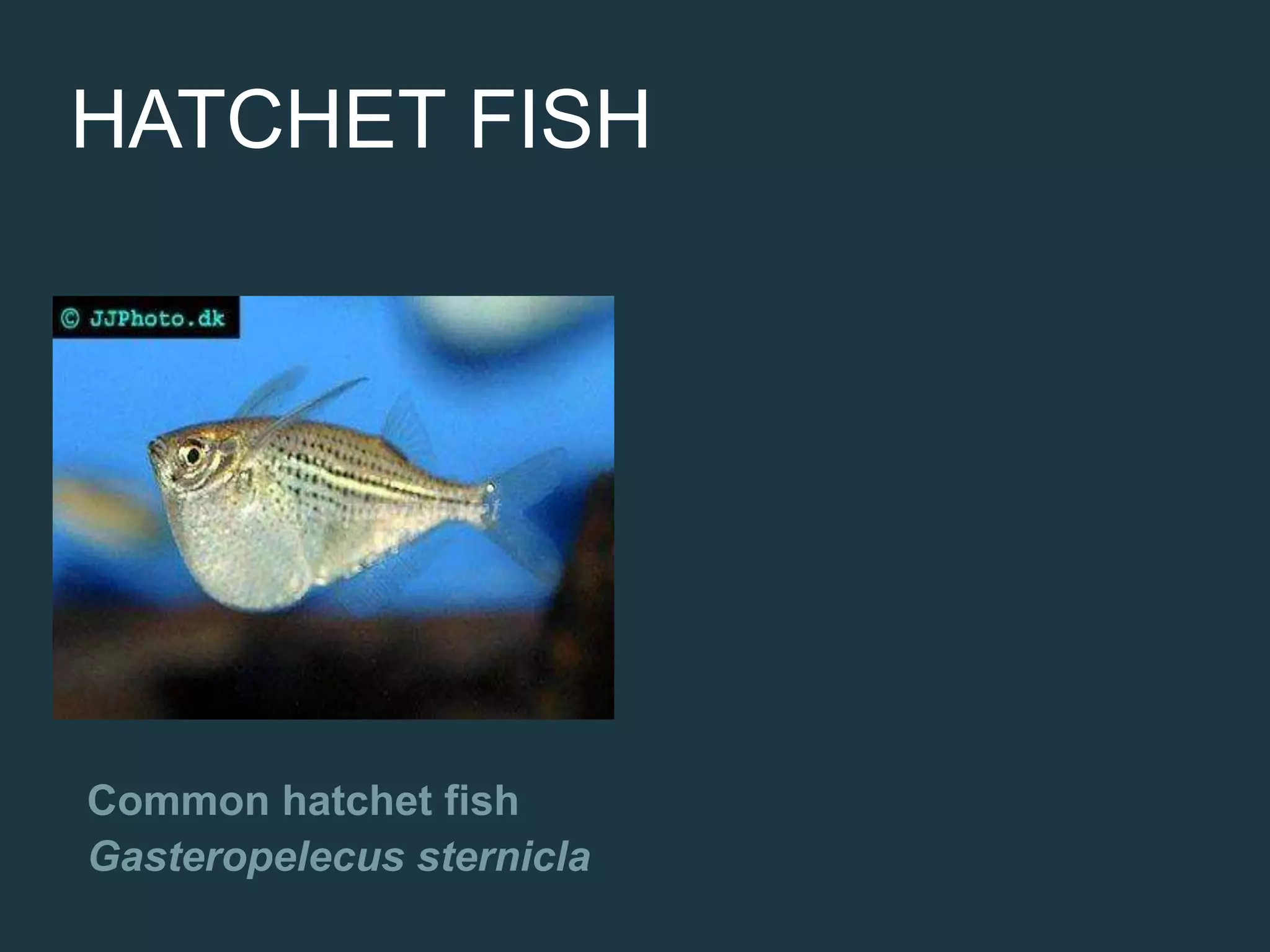 HATCHET FISH
Common hatchet fish
Gasteropelecus sternicla
 