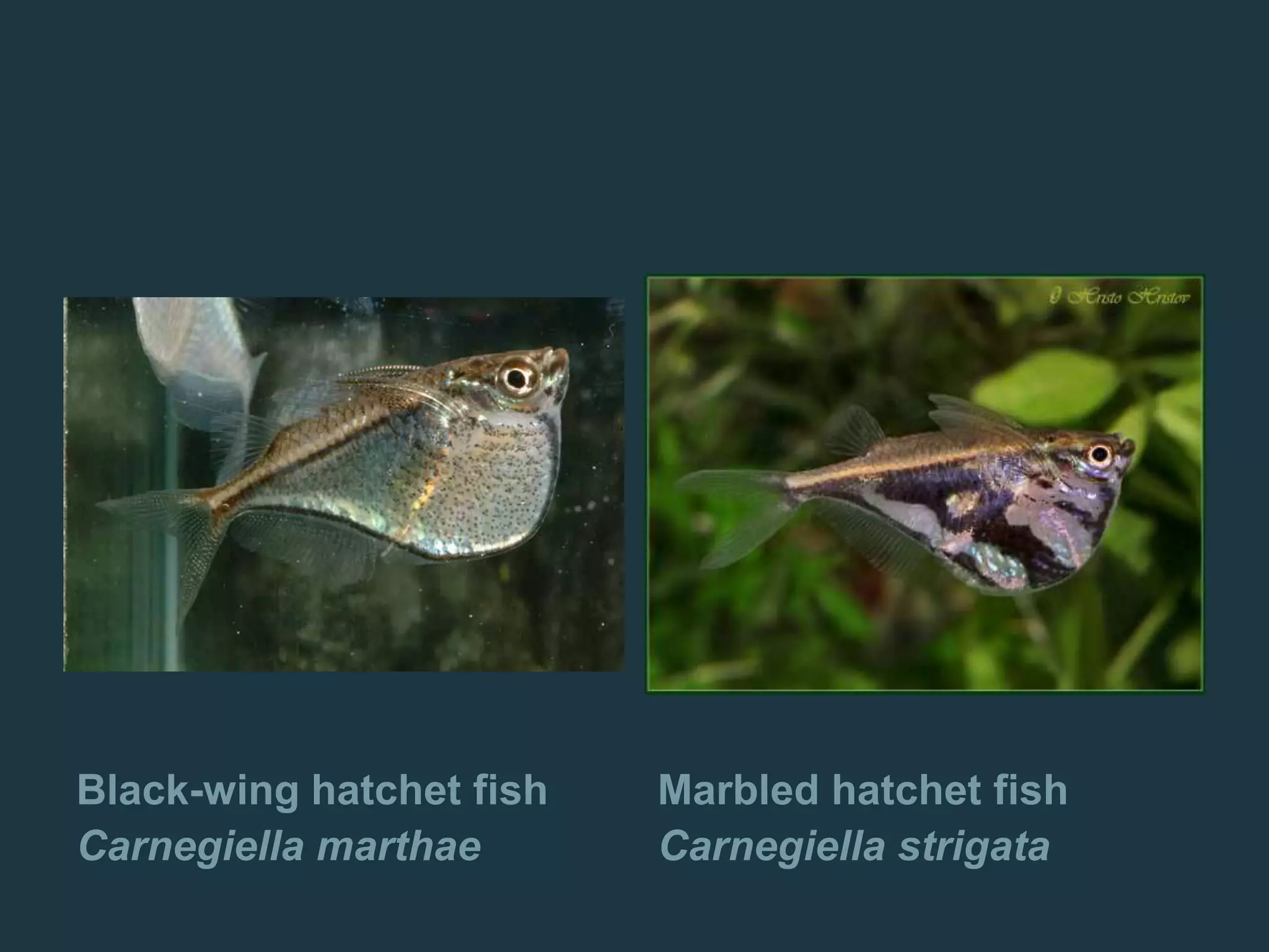 Black-wing hatchet fish
Carnegiella marthae
Marbled hatchet fish
Carnegiella strigata
 