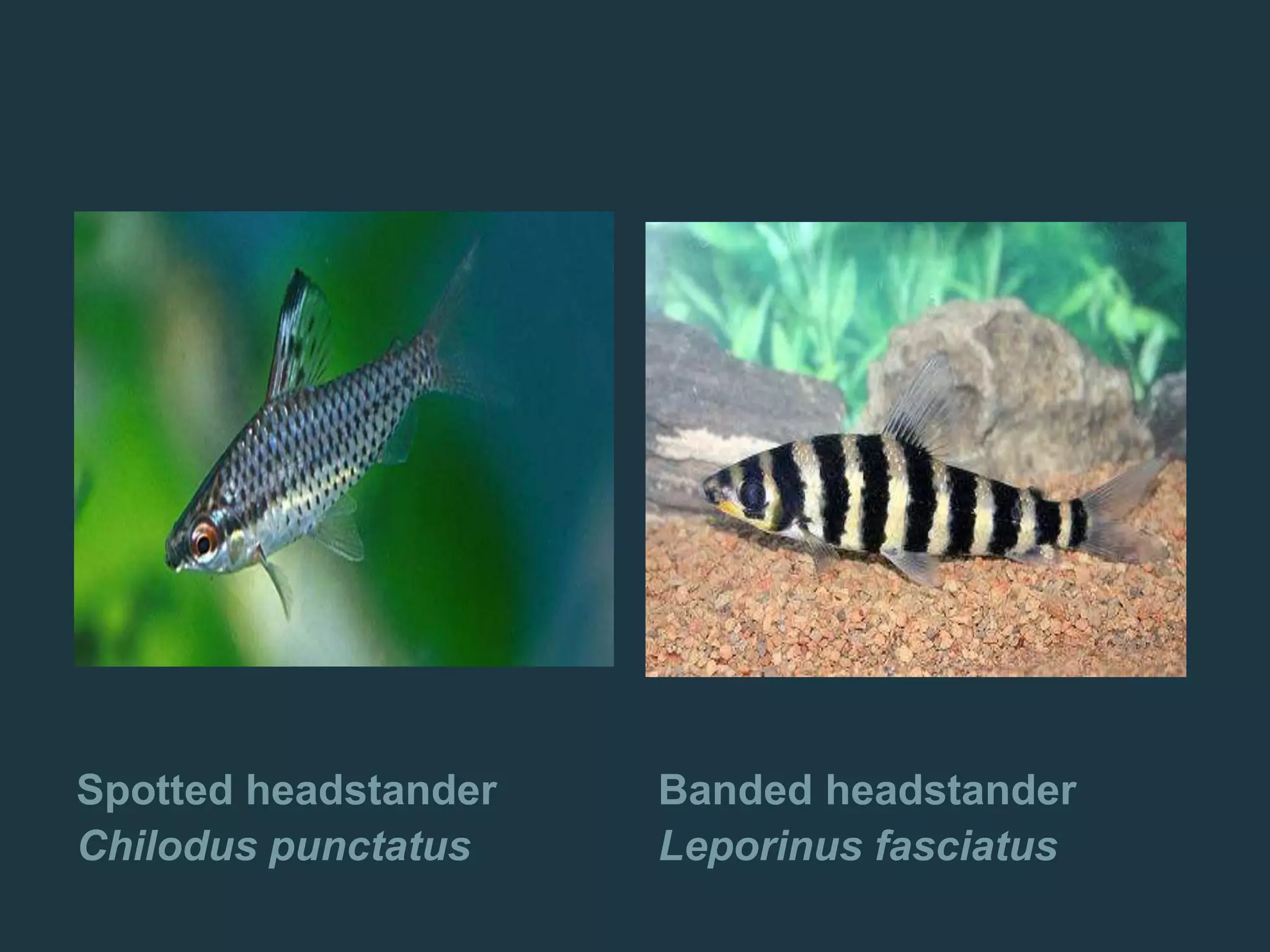 Spotted headstander
Chilodus punctatus
Banded headstander
Leporinus fasciatus
 