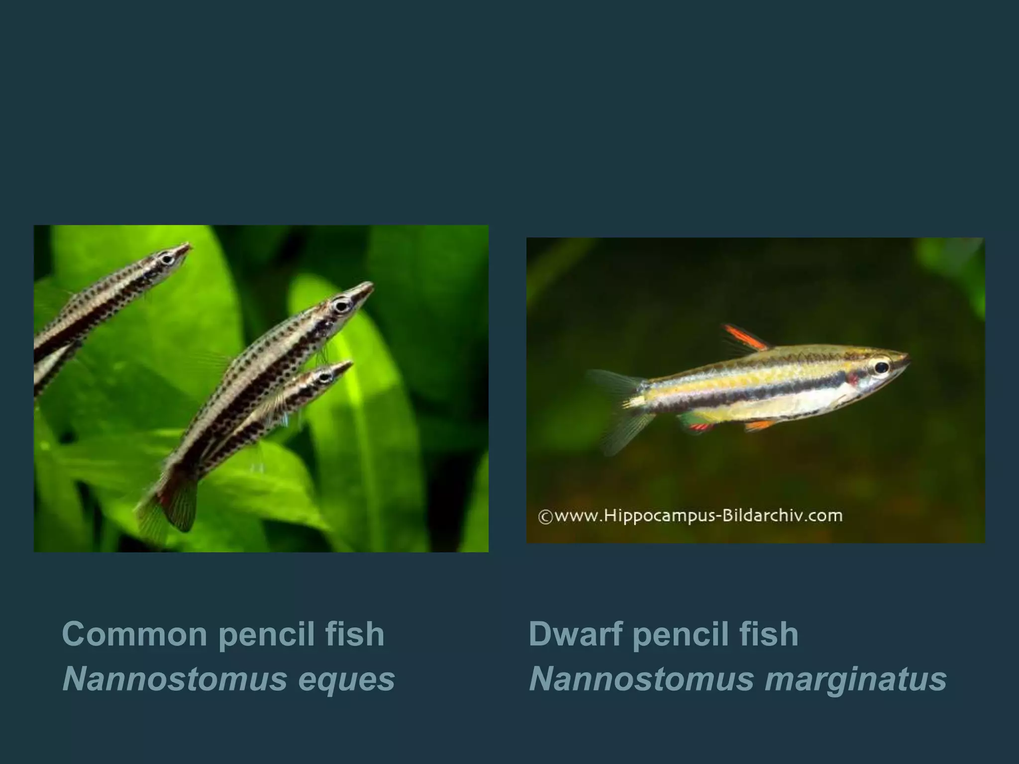 Common pencil fish
Nannostomus eques
Dwarf pencil fish
Nannostomus marginatus
 
