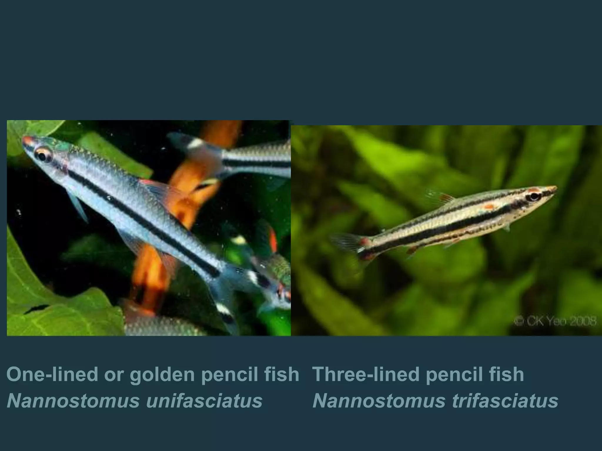 One-lined or golden pencil fish
Nannostomus unifasciatus
Three-lined pencil fish
Nannostomus trifasciatus
 