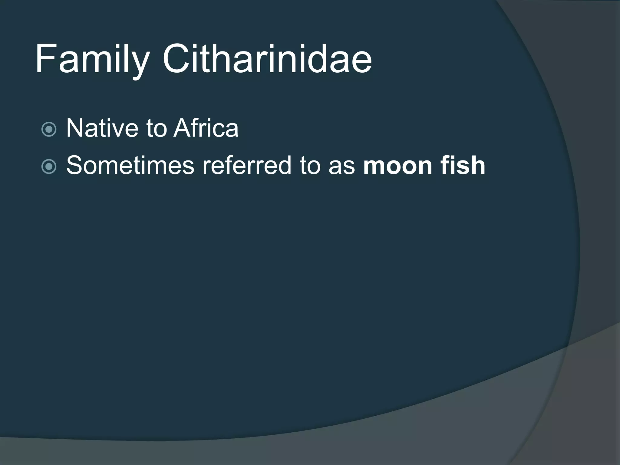 Family Citharinidae
 Native to Africa
 Sometimes referred to as moon fish
 