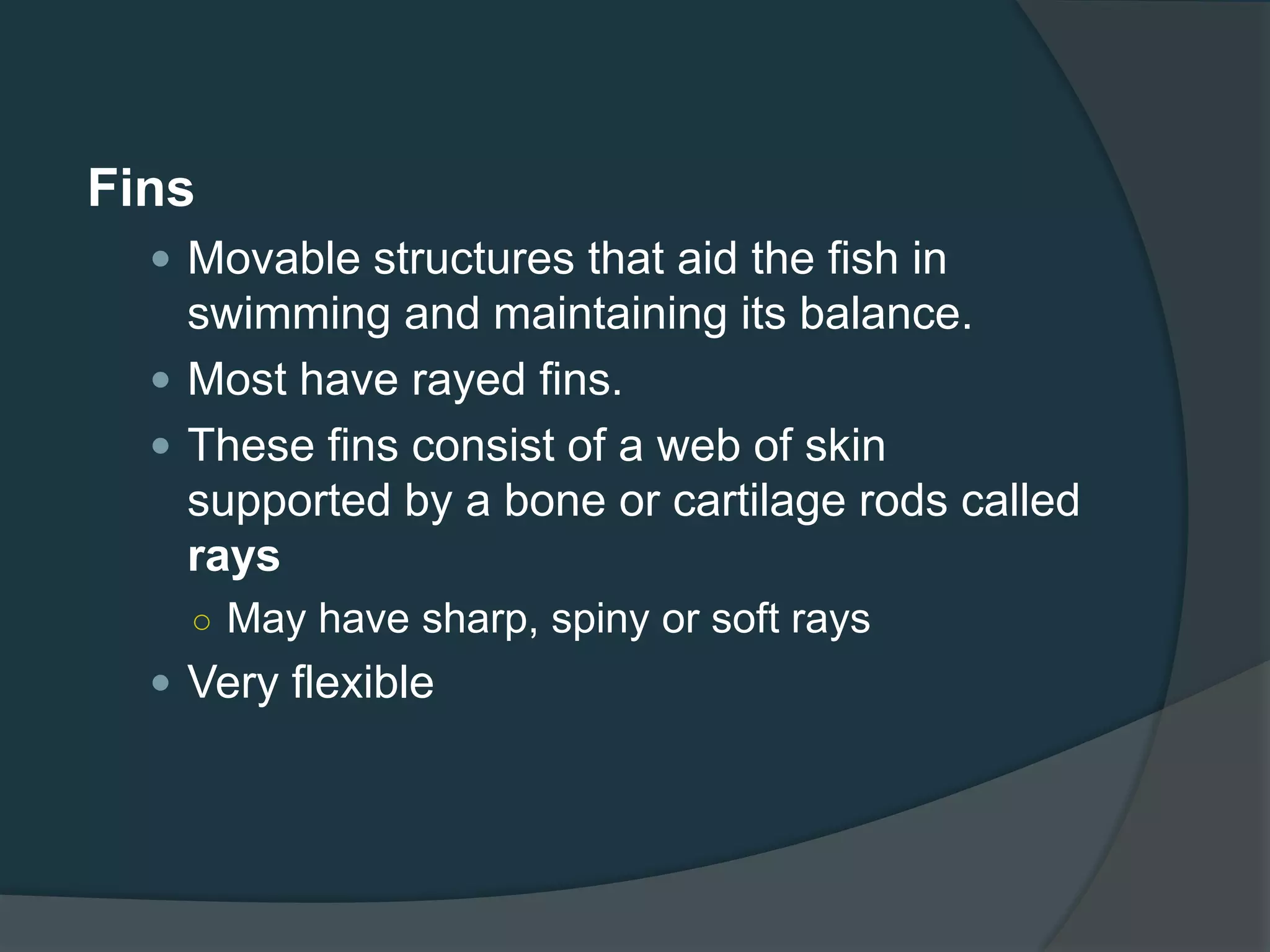 Fins
 Movable structures that aid the fish in
swimming and maintaining its balance.
 Most have rayed fins.
 These fins consist of a web of skin
supported by a bone or cartilage rods called
rays
○ May have sharp, spiny or soft rays
 Very flexible
 