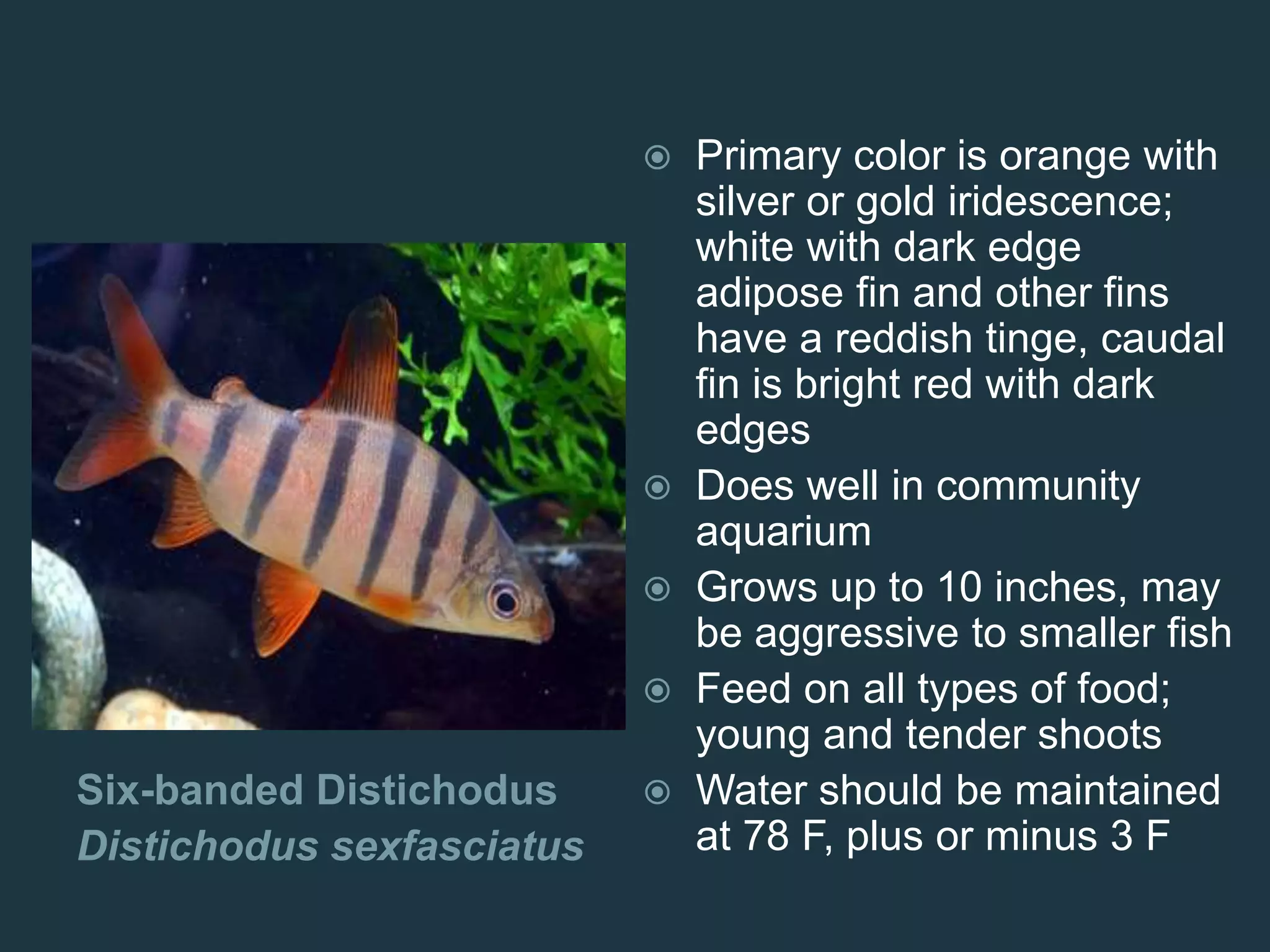 Six-banded Distichodus
Distichodus sexfasciatus
 Primary color is orange with
silver or gold iridescence;
white with dark edge
adipose fin and other fins
have a reddish tinge, caudal
fin is bright red with dark
edges
 Does well in community
aquarium
 Grows up to 10 inches, may
be aggressive to smaller fish
 Feed on all types of food;
young and tender shoots
 Water should be maintained
at 78 F, plus or minus 3 F
 