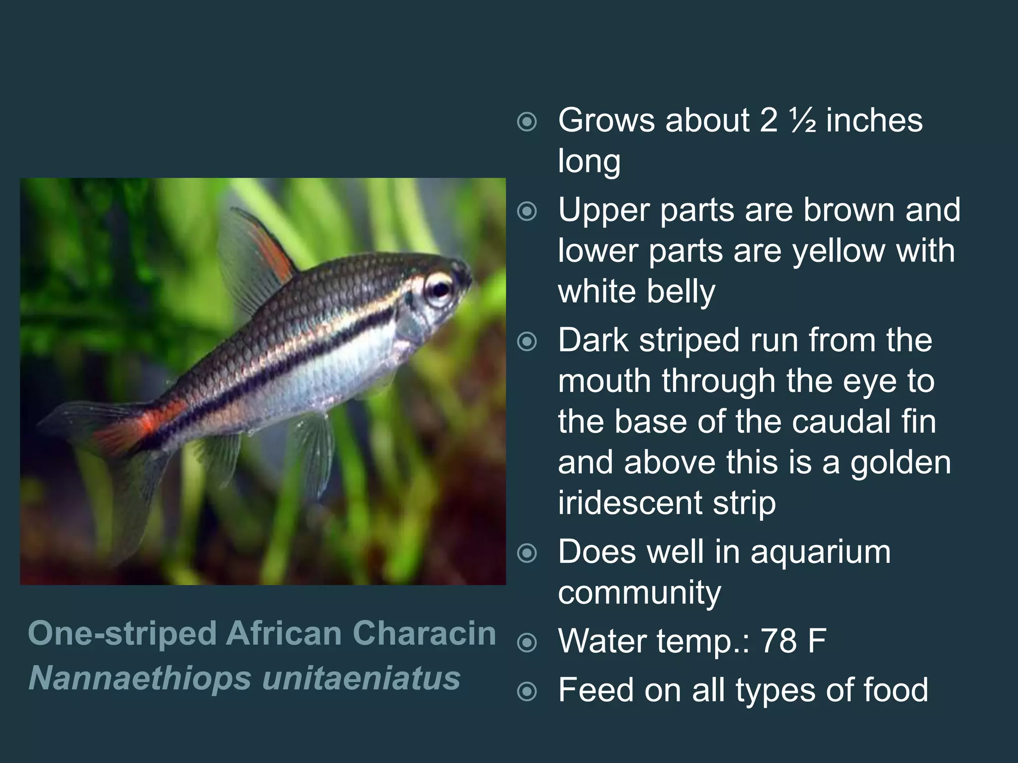 One-striped African Characin
Nannaethiops unitaeniatus
 Grows about 2 ½ inches
long
 Upper parts are brown and
lower parts are yellow with
white belly
 Dark striped run from the
mouth through the eye to
the base of the caudal fin
and above this is a golden
iridescent strip
 Does well in aquarium
community
 Water temp.: 78 F
 Feed on all types of food
 