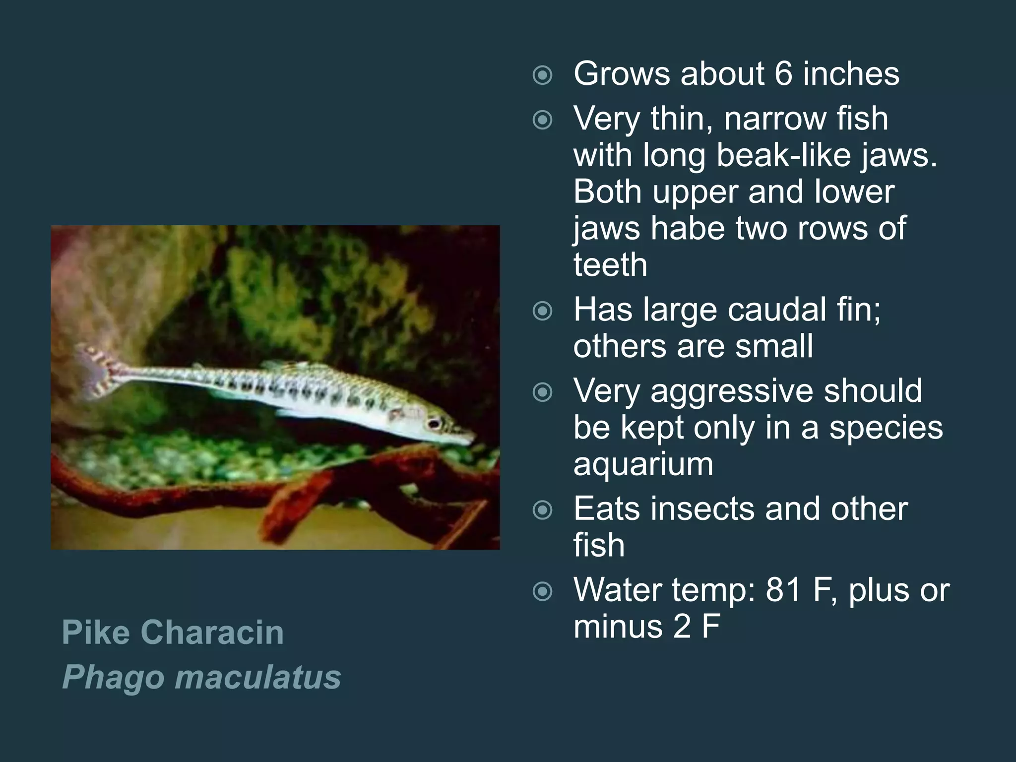 Pike Characin
Phago maculatus
 Grows about 6 inches
 Very thin, narrow fish
with long beak-like jaws.
Both upper and lower
jaws habe two rows of
teeth
 Has large caudal fin;
others are small
 Very aggressive should
be kept only in a species
aquarium
 Eats insects and other
fish
 Water temp: 81 F, plus or
minus 2 F
 