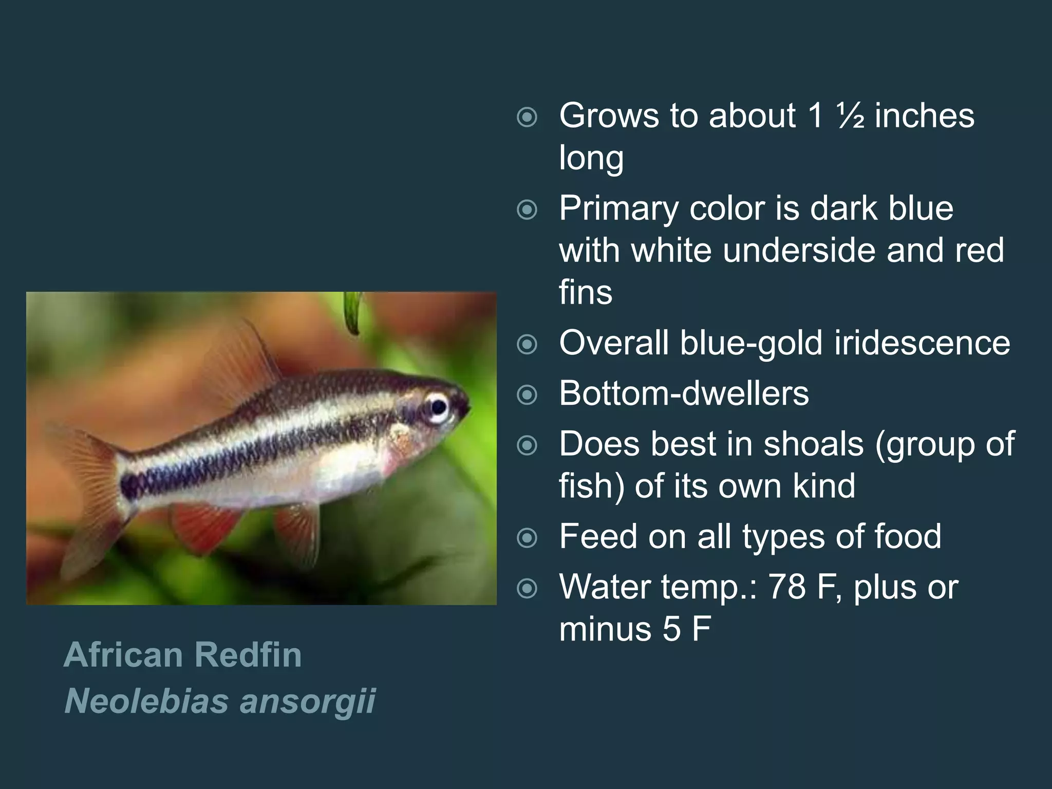 African Redfin
Neolebias ansorgii
 Grows to about 1 ½ inches
long
 Primary color is dark blue
with white underside and red
fins
 Overall blue-gold iridescence
 Bottom-dwellers
 Does best in shoals (group of
fish) of its own kind
 Feed on all types of food
 Water temp.: 78 F, plus or
minus 5 F
 