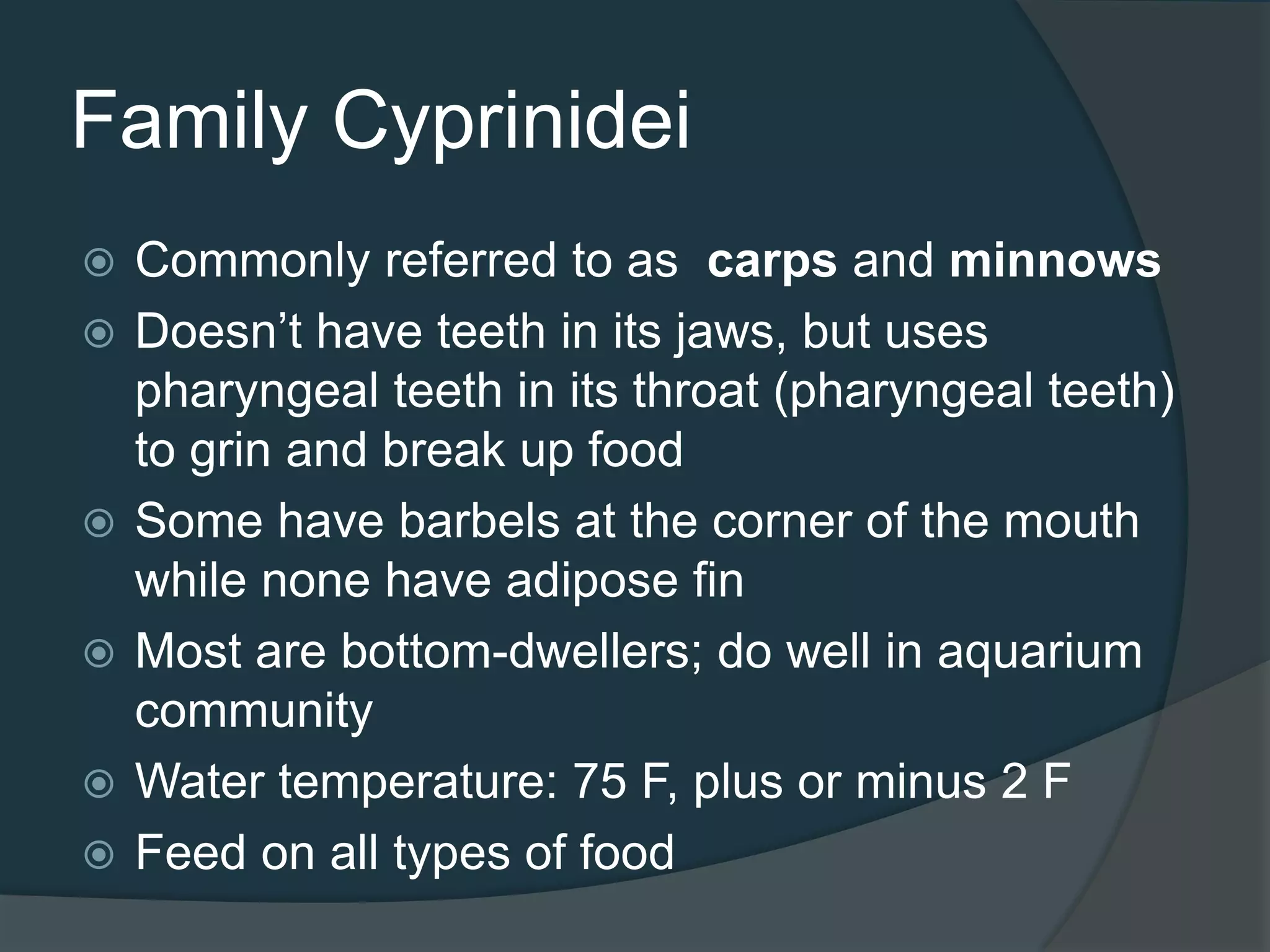 Family Cyprinidei
 Commonly referred to as carps and minnows
 Doesn’t have teeth in its jaws, but uses
pharyngeal teeth in its throat (pharyngeal teeth)
to grin and break up food
 Some have barbels at the corner of the mouth
while none have adipose fin
 Most are bottom-dwellers; do well in aquarium
community
 Water temperature: 75 F, plus or minus 2 F
 Feed on all types of food
 