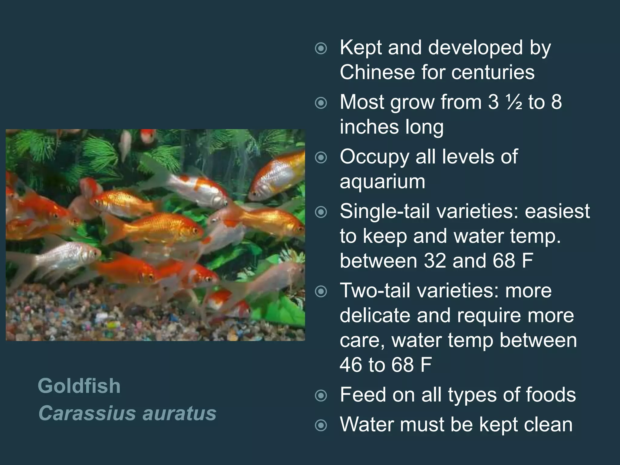 Goldfish
Carassius auratus
 Kept and developed by
Chinese for centuries
 Most grow from 3 ½ to 8
inches long
 Occupy all levels of
aquarium
 Single-tail varieties: easiest
to keep and water temp.
between 32 and 68 F
 Two-tail varieties: more
delicate and require more
care, water temp between
46 to 68 F
 Feed on all types of foods
 Water must be kept clean
 