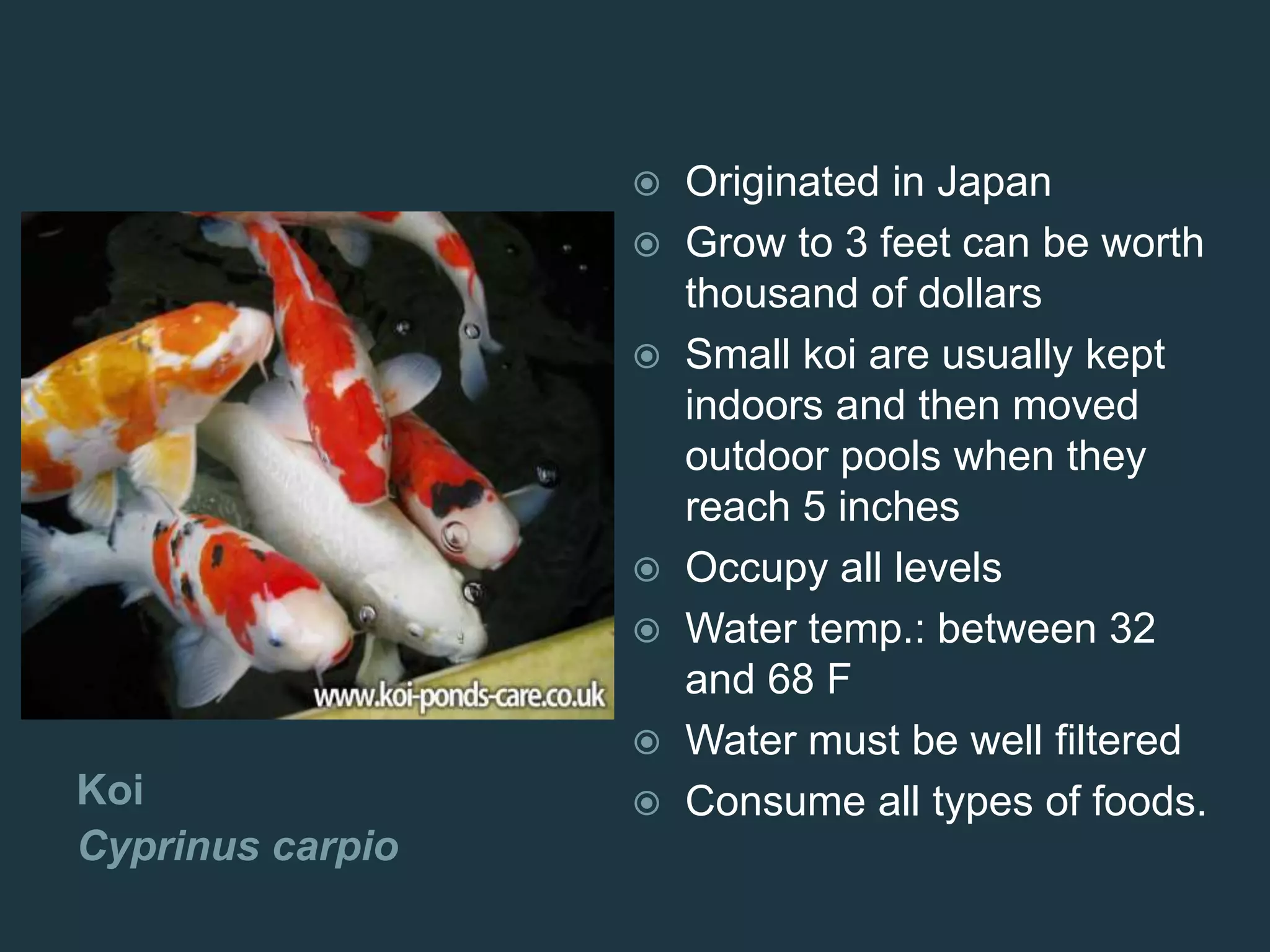 Koi
Cyprinus carpio
 Originated in Japan
 Grow to 3 feet can be worth
thousand of dollars
 Small koi are usually kept
indoors and then moved
outdoor pools when they
reach 5 inches
 Occupy all levels
 Water temp.: between 32
and 68 F
 Water must be well filtered
 Consume all types of foods.
 