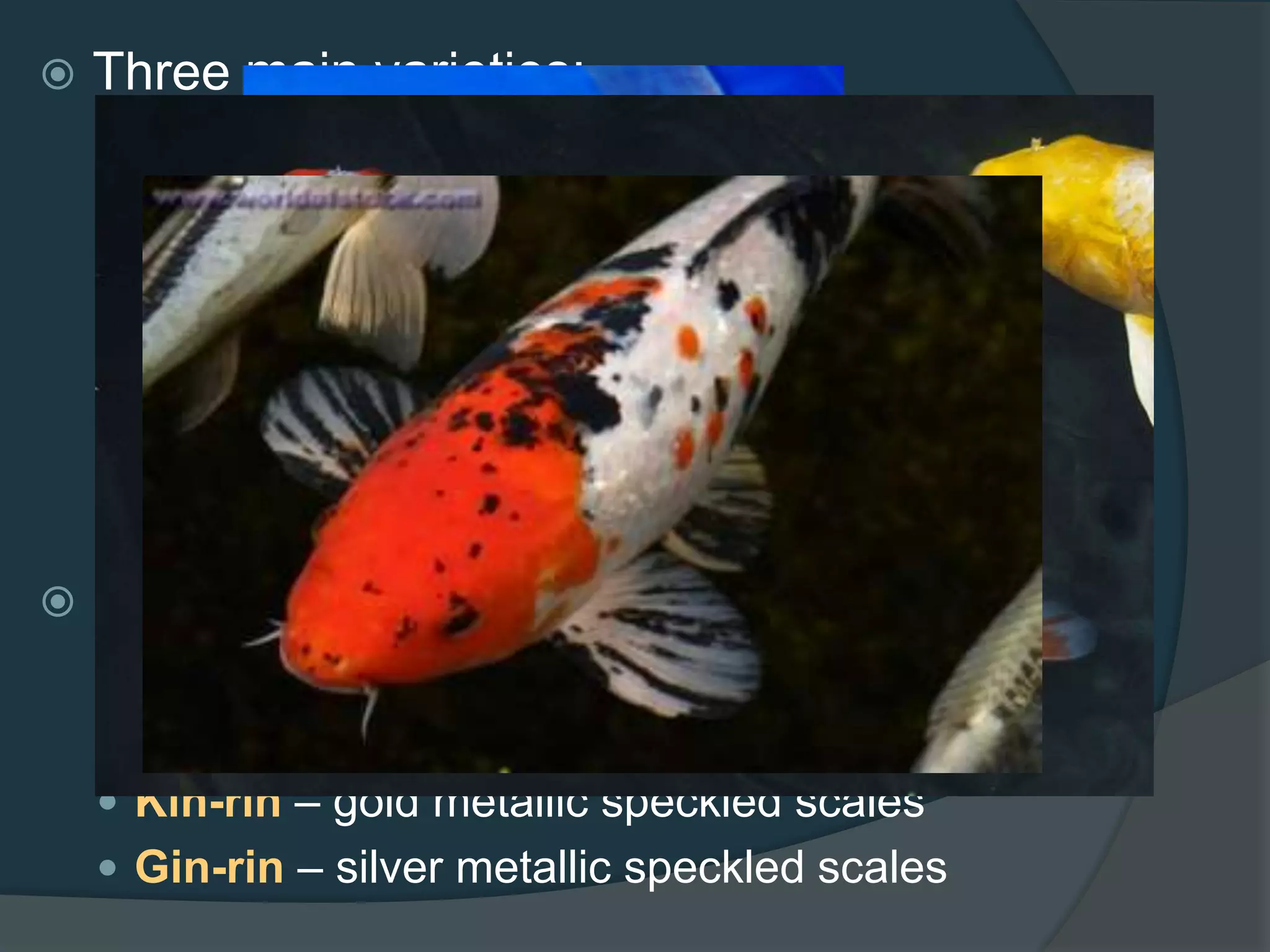  Three main varieties:
 Single-colored = yellow or orange
 Two-colored = white with red markings (Kohaku)
gold and silver (Hariwaki)
 Three-colored = light blue with orange and black
markings (Asagi);
white with red and black markings (Taisho Sanke);
black with red and white markings (Showa Sante)
 Divided with type of scales:
 Doitsu – few large scales
 Matsuba – pinecone scales
 Kin-rin – gold metallic speckled scales
 Gin-rin – silver metallic speckled scales
 