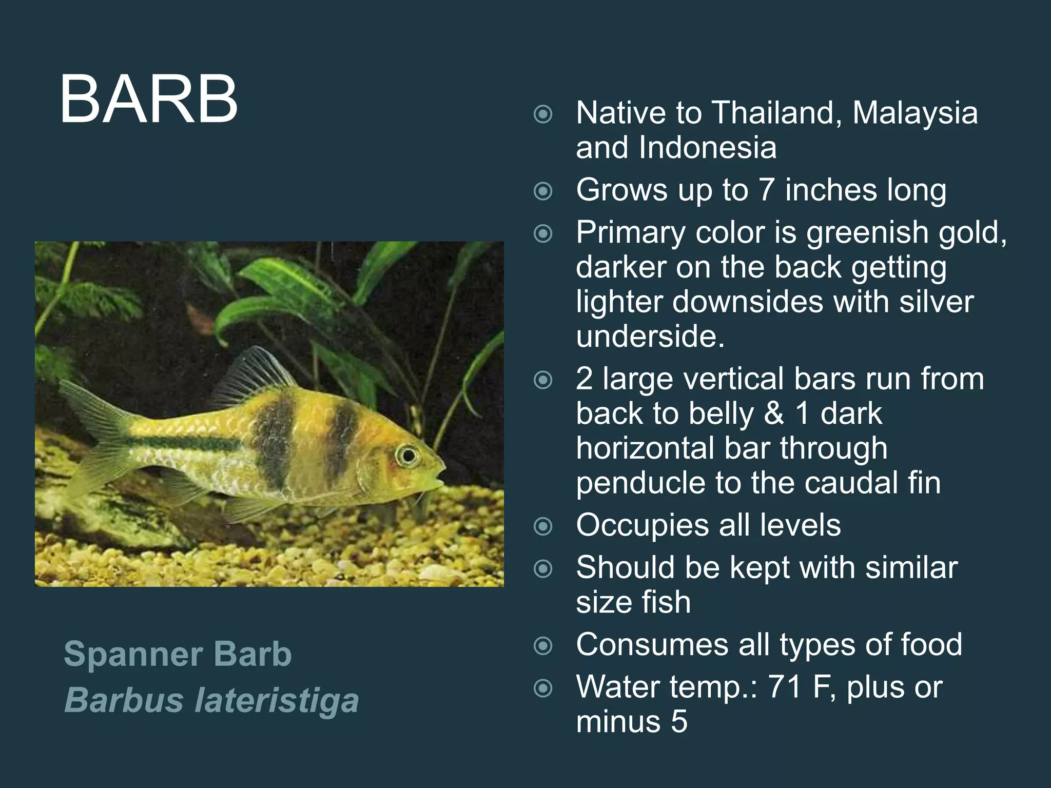 BARB
Spanner Barb
Barbus lateristiga
 Native to Thailand, Malaysia
and Indonesia
 Grows up to 7 inches long
 Primary color is greenish gold,
darker on the back getting
lighter downsides with silver
underside.
 2 large vertical bars run from
back to belly & 1 dark
horizontal bar through
penducle to the caudal fin
 Occupies all levels
 Should be kept with similar
size fish
 Consumes all types of food
 Water temp.: 71 F, plus or
minus 5
 