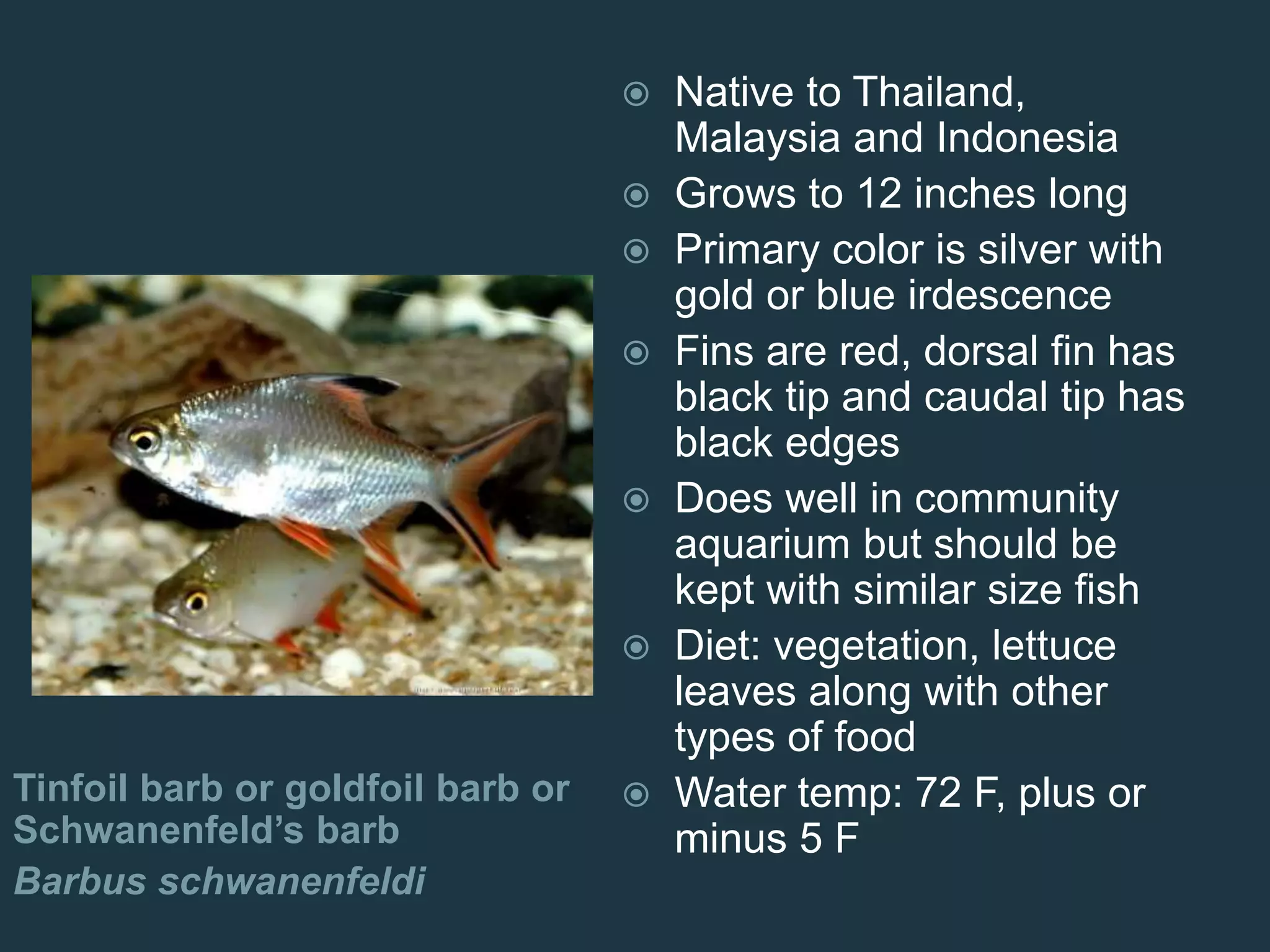 Tinfoil barb or goldfoil barb or
Schwanenfeld’s barb
Barbus schwanenfeldi
 Native to Thailand,
Malaysia and Indonesia
 Grows to 12 inches long
 Primary color is silver with
gold or blue irdescence
 Fins are red, dorsal fin has
black tip and caudal tip has
black edges
 Does well in community
aquarium but should be
kept with similar size fish
 Diet: vegetation, lettuce
leaves along with other
types of food
 Water temp: 72 F, plus or
minus 5 F
 