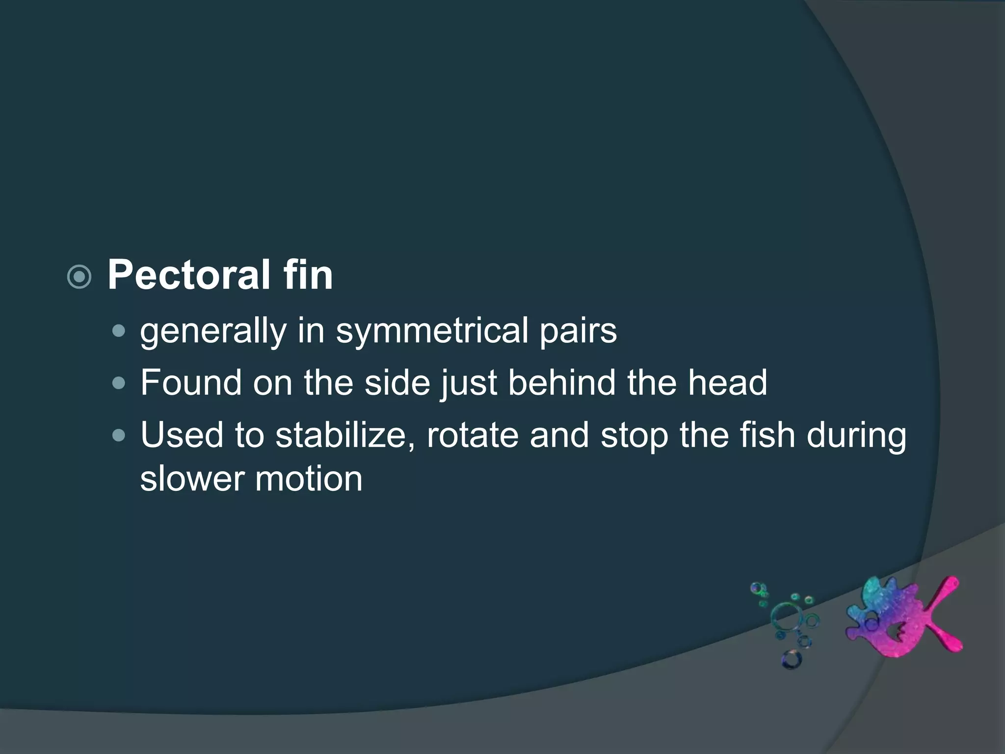  Pectoral fin
 generally in symmetrical pairs
 Found on the side just behind the head
 Used to stabilize, rotate and stop the fish during
slower motion
 