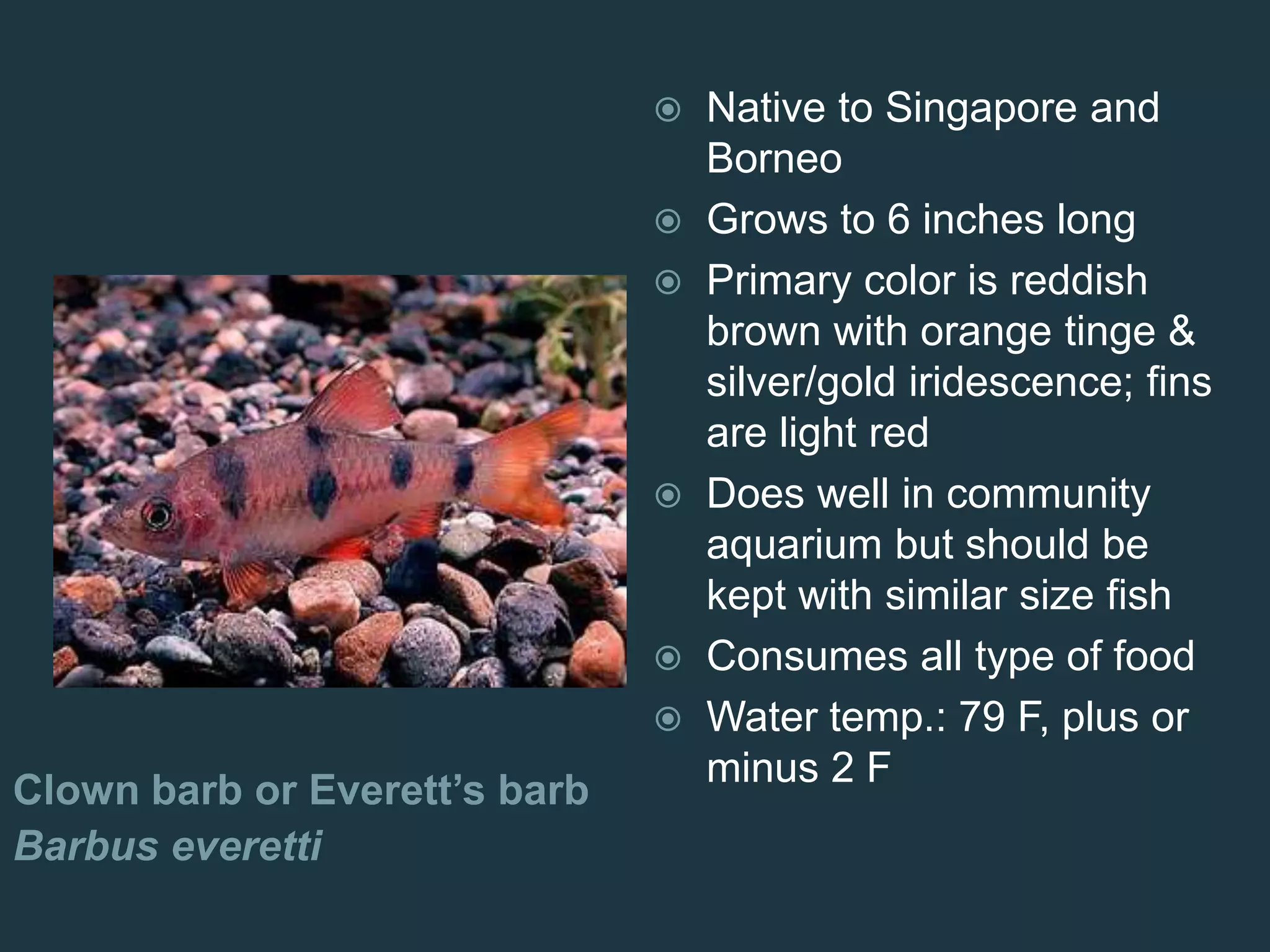 Clown barb or Everett’s barb
Barbus everetti
 Native to Singapore and
Borneo
 Grows to 6 inches long
 Primary color is reddish
brown with orange tinge &
silver/gold iridescence; fins
are light red
 Does well in community
aquarium but should be
kept with similar size fish
 Consumes all type of food
 Water temp.: 79 F, plus or
minus 2 F
 