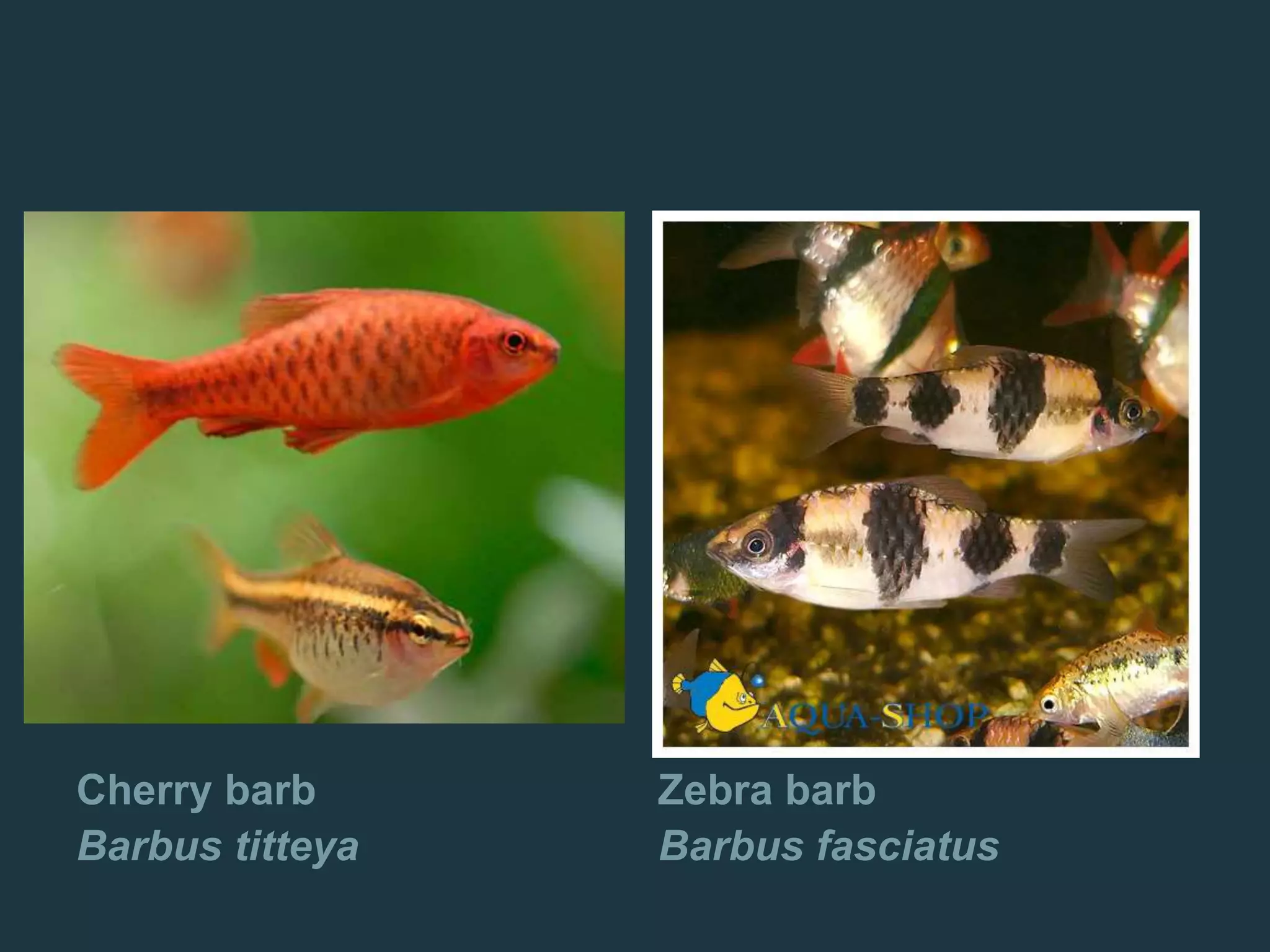 Cherry barb
Barbus titteya
Zebra barb
Barbus fasciatus
 