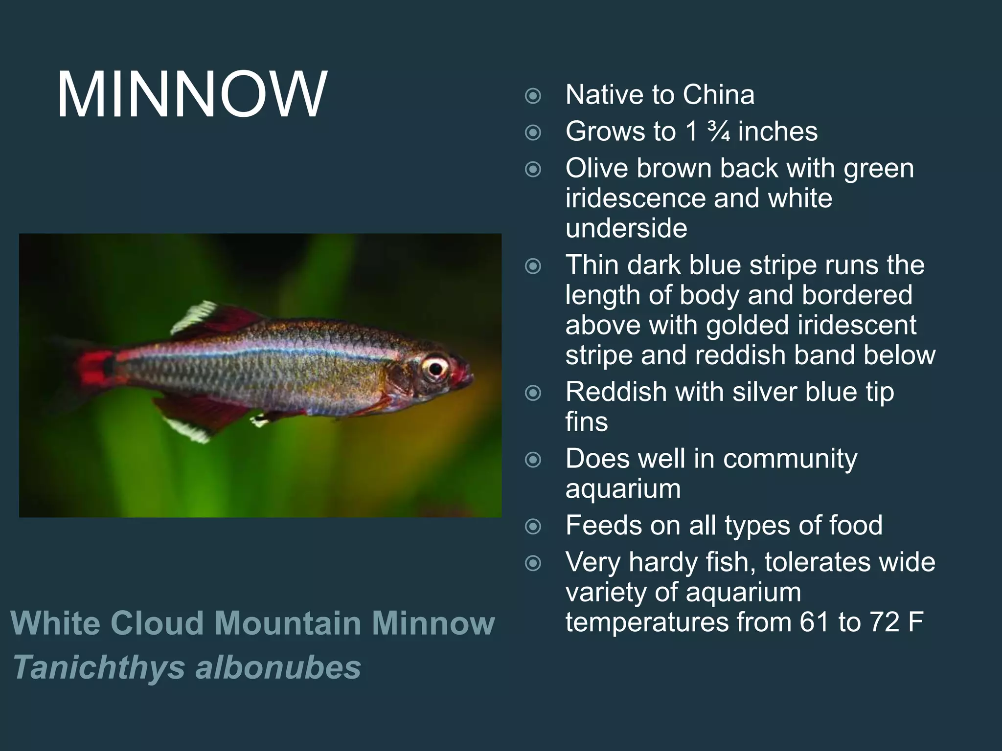MINNOW
White Cloud Mountain Minnow
Tanichthys albonubes
 Native to China
 Grows to 1 ¾ inches
 Olive brown back with green
iridescence and white
underside
 Thin dark blue stripe runs the
length of body and bordered
above with golded iridescent
stripe and reddish band below
 Reddish with silver blue tip
fins
 Does well in community
aquarium
 Feeds on all types of food
 Very hardy fish, tolerates wide
variety of aquarium
temperatures from 61 to 72 F
 