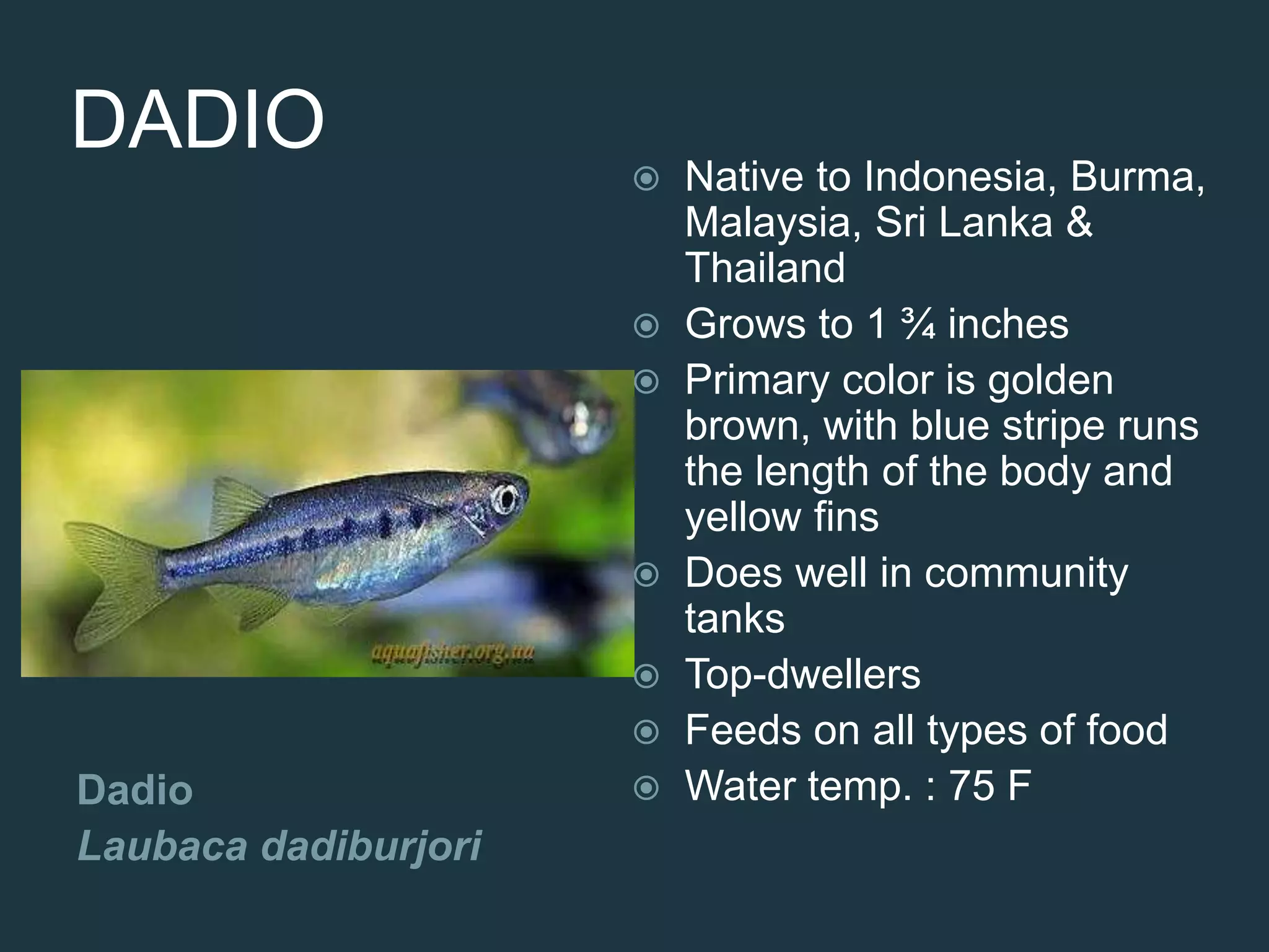 DADIO
Dadio
Laubaca dadiburjori
 Native to Indonesia, Burma,
Malaysia, Sri Lanka &
Thailand
 Grows to 1 ¾ inches
 Primary color is golden
brown, with blue stripe runs
the length of the body and
yellow fins
 Does well in community
tanks
 Top-dwellers
 Feeds on all types of food
 Water temp. : 75 F
 