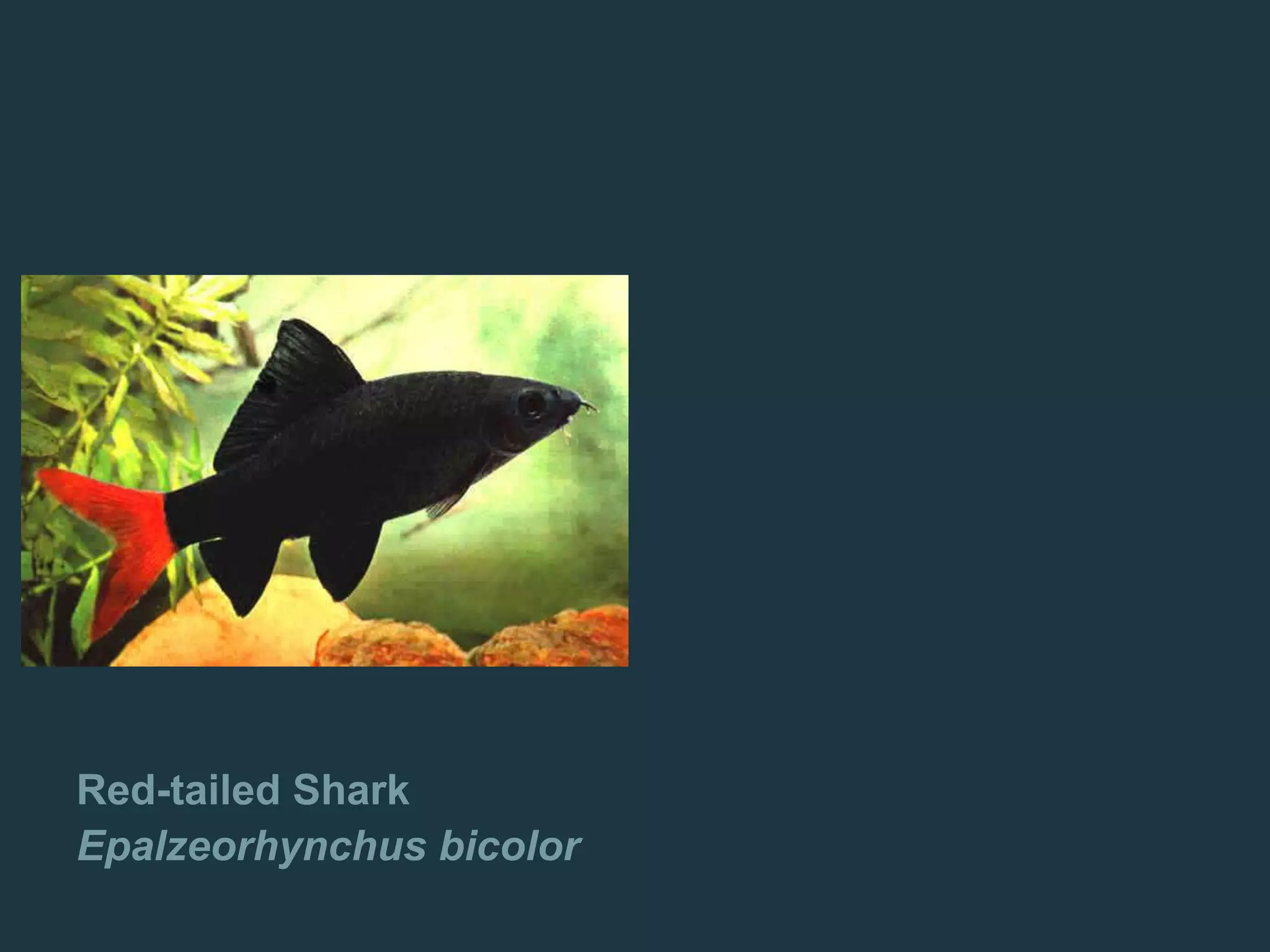 Red-tailed Shark
Epalzeorhynchus bicolor
 