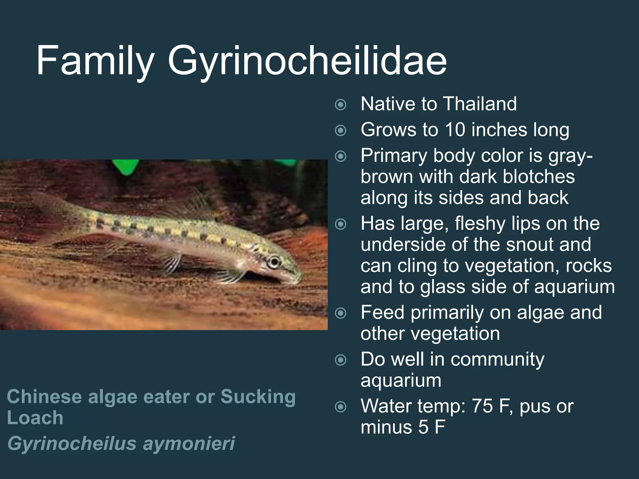 Family Gyrinocheilidae
Chinese algae eater or Sucking
Loach
Gyrinocheilus aymonieri
 Native to Thailand
 Grows to 10 inches long
 Primary body color is gray-
brown with dark blotches
along its sides and back
 Has large, fleshy lips on the
underside of the snout and
can cling to vegetation, rocks
and to glass side of aquarium
 Feed primarily on algae and
other vegetation
 Do well in community
aquarium
 Water temp: 75 F, pus or
minus 5 F
 