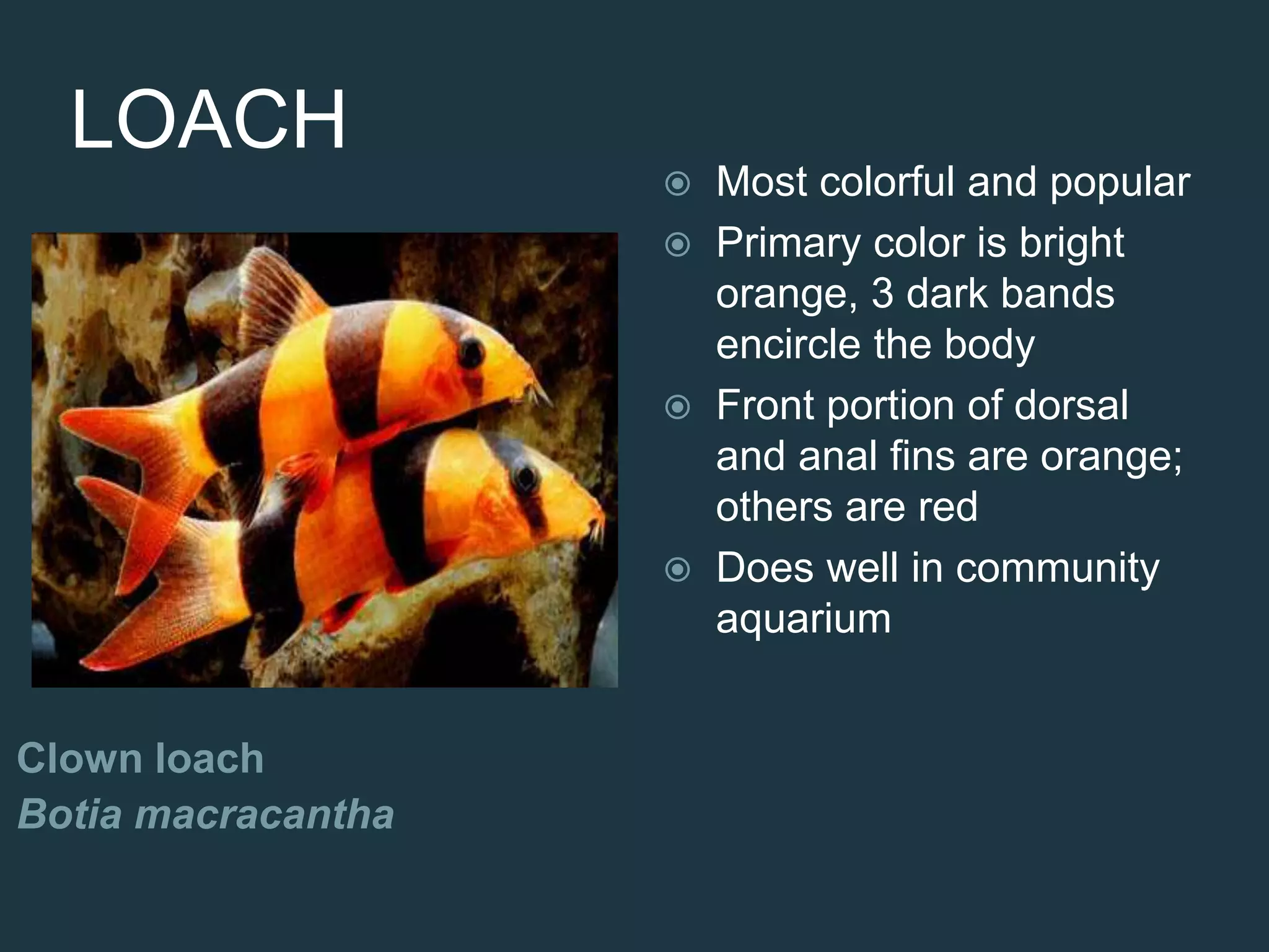 LOACH
Clown loach
Botia macracantha
 Most colorful and popular
 Primary color is bright
orange, 3 dark bands
encircle the body
 Front portion of dorsal
and anal fins are orange;
others are red
 Does well in community
aquarium
 