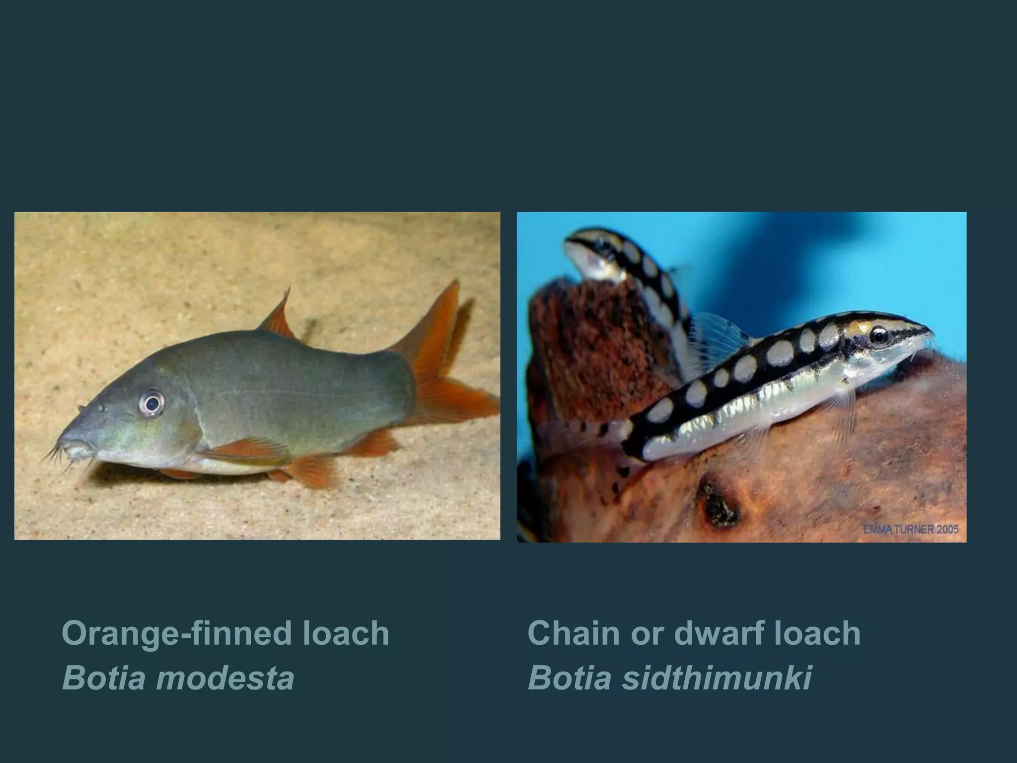 Orange-finned loach
Botia modesta
Chain or dwarf loach
Botia sidthimunki
 