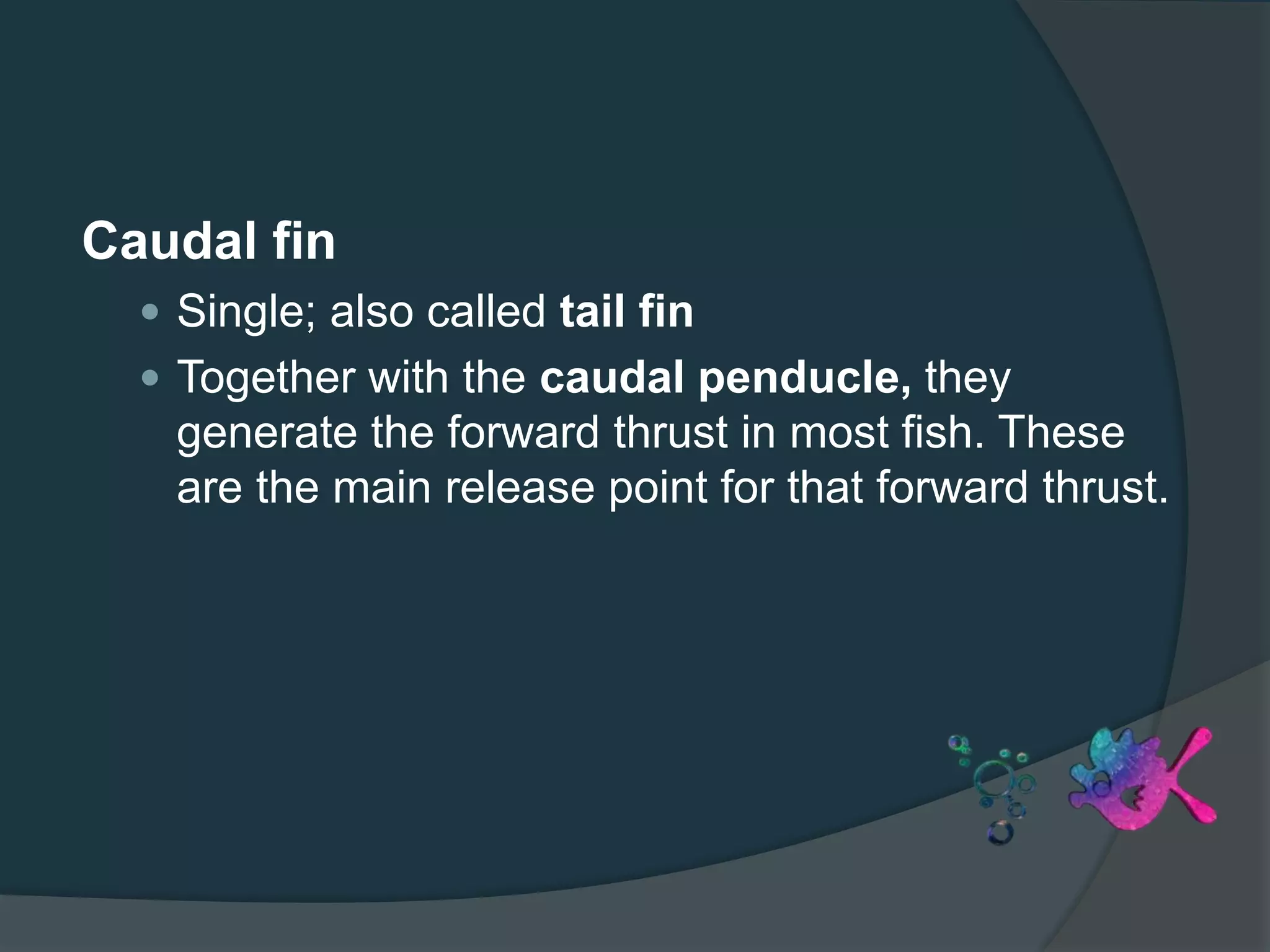 Caudal fin
 Single; also called tail fin
 Together with the caudal penducle, they
generate the forward thrust in most fish. These
are the main release point for that forward thrust.
 