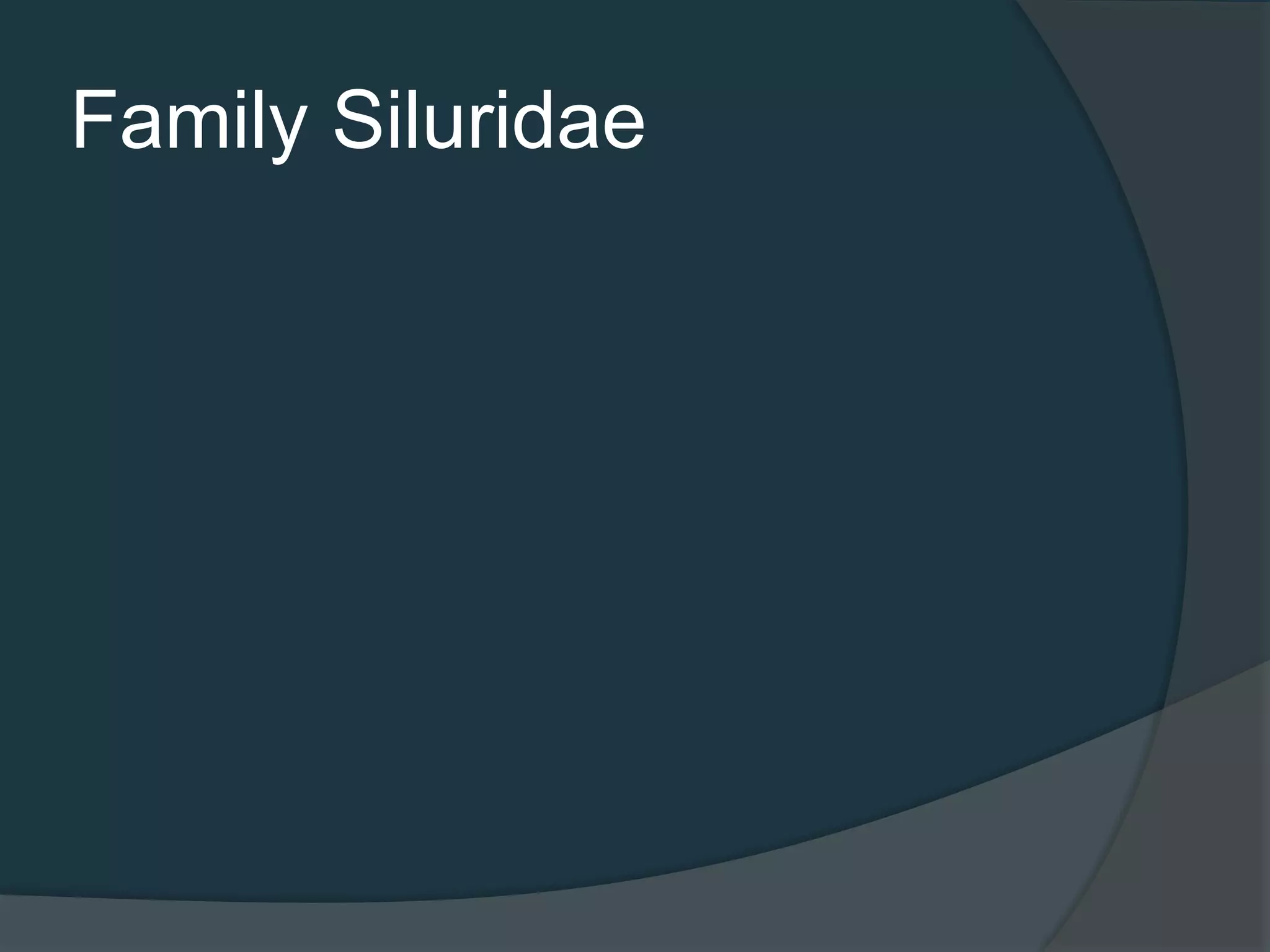 Family Siluridae
 