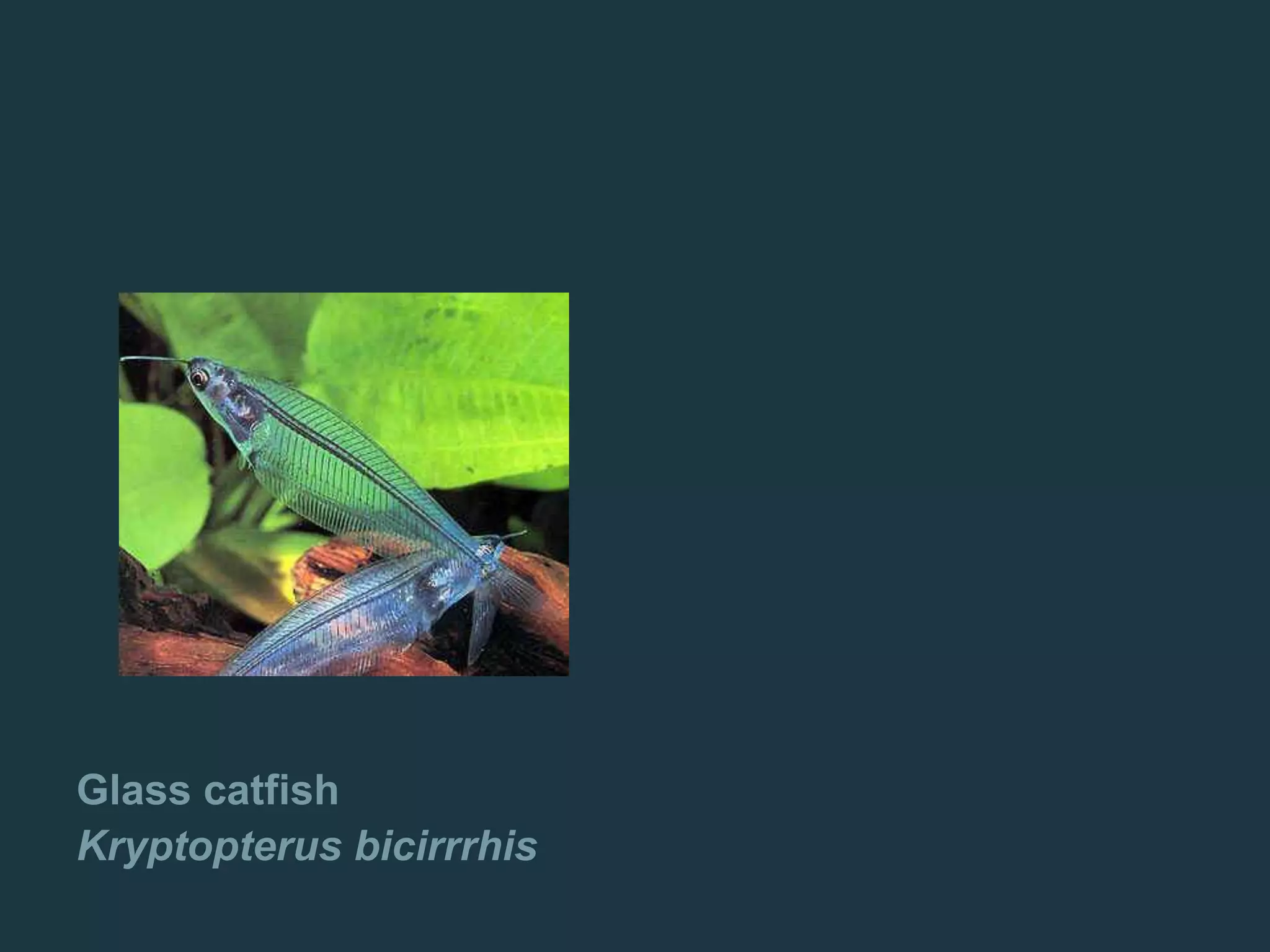 Glass catfish
Kryptopterus bicirrrhis
 
