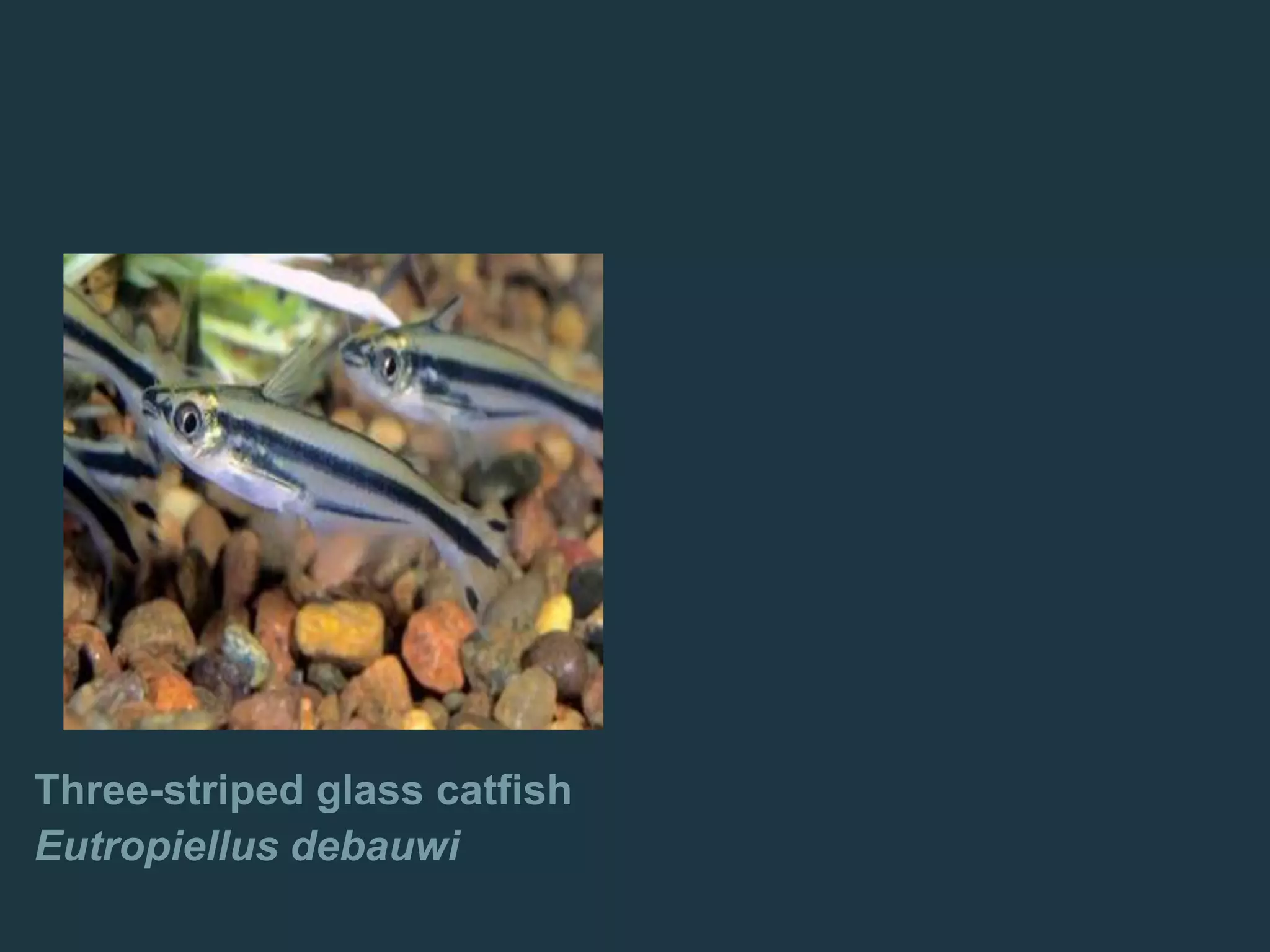 Three-striped glass catfish
Eutropiellus debauwi
 