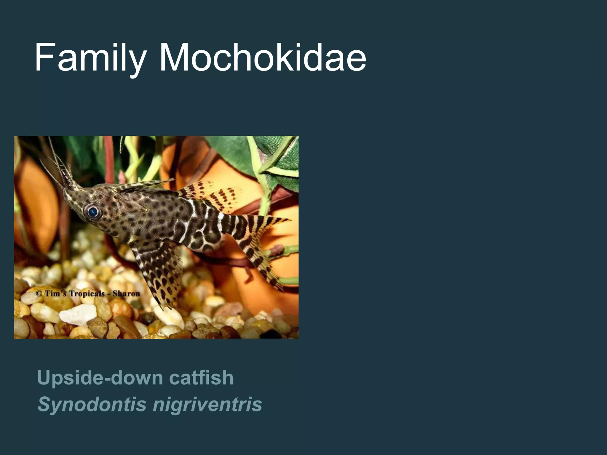 Upside-down catfish
Synodontis nigriventris
Family Mochokidae
 