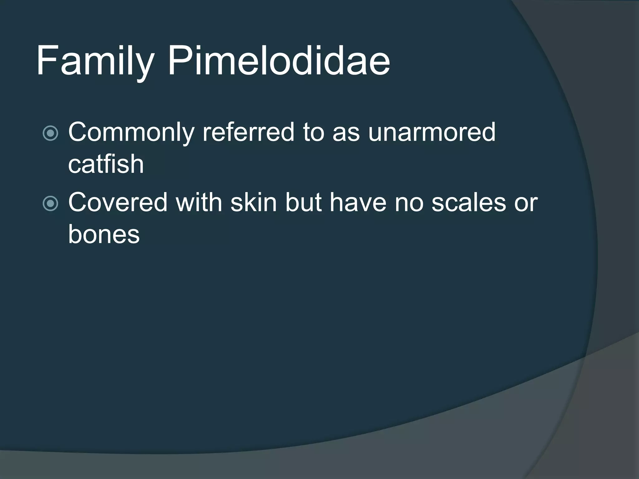 Family Pimelodidae
 Commonly referred to as unarmored
catfish
 Covered with skin but have no scales or
bones
 