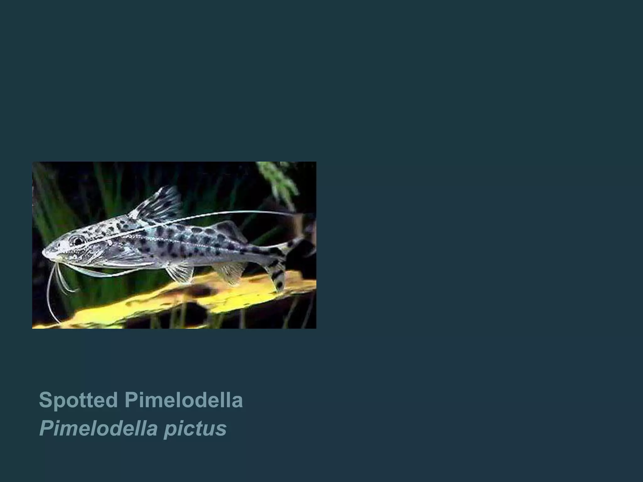 Spotted Pimelodella
Pimelodella pictus
 