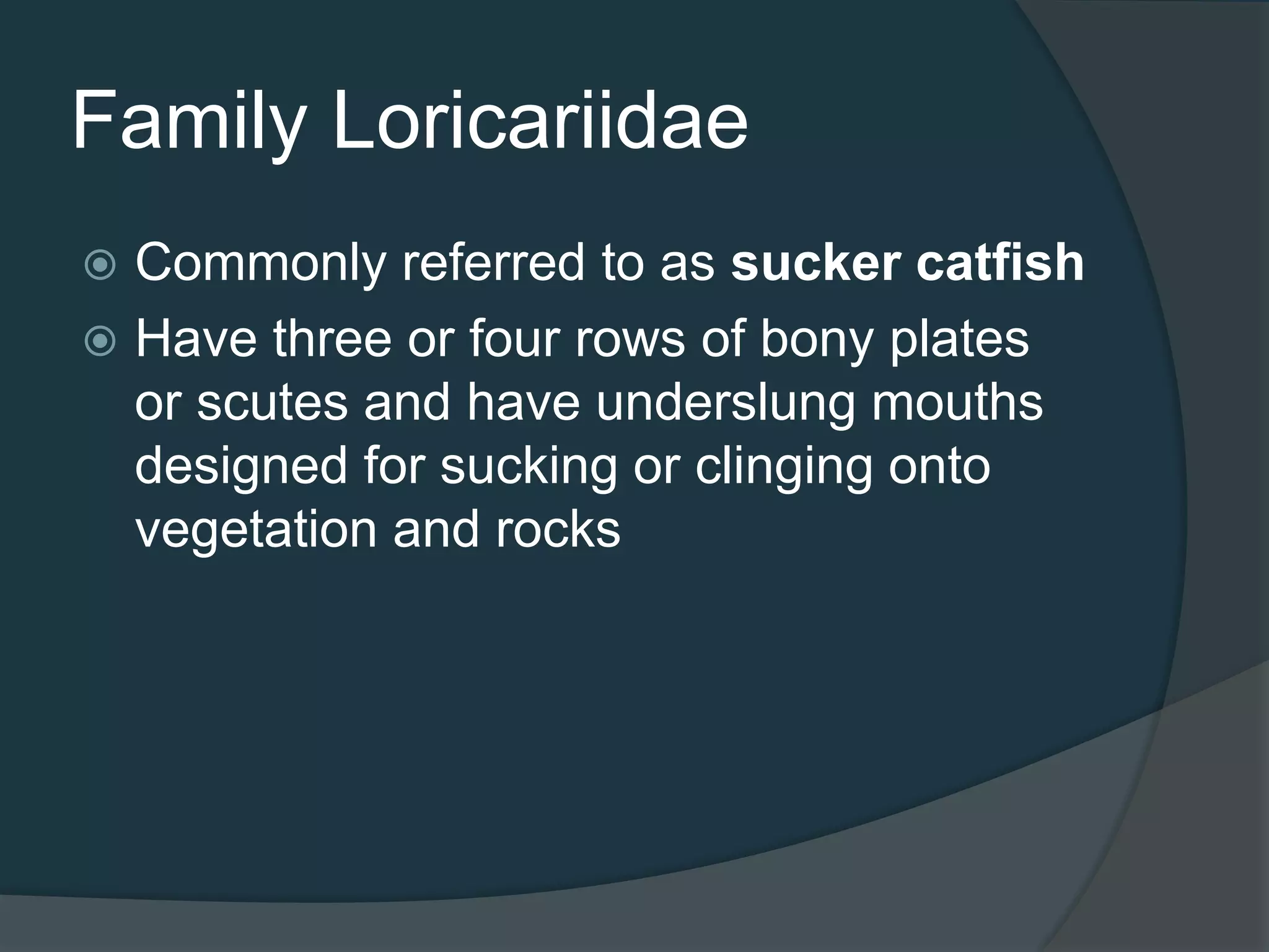 Family Loricariidae
 Commonly referred to as sucker catfish
 Have three or four rows of bony plates
or scutes and have underslung mouths
designed for sucking or clinging onto
vegetation and rocks
 