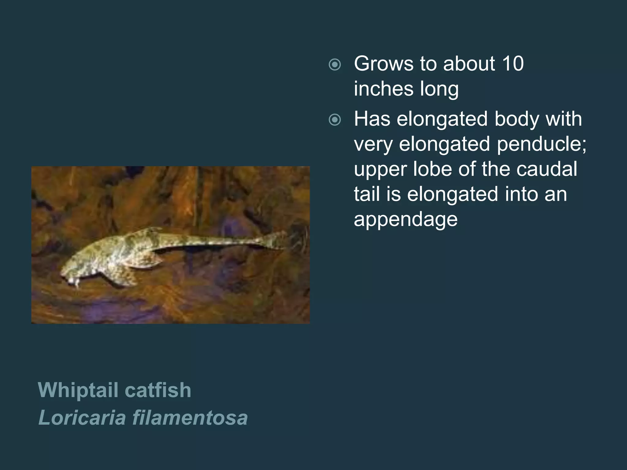 Whiptail catfish
Loricaria filamentosa
 Grows to about 10
inches long
 Has elongated body with
very elongated penducle;
upper lobe of the caudal
tail is elongated into an
appendage
 