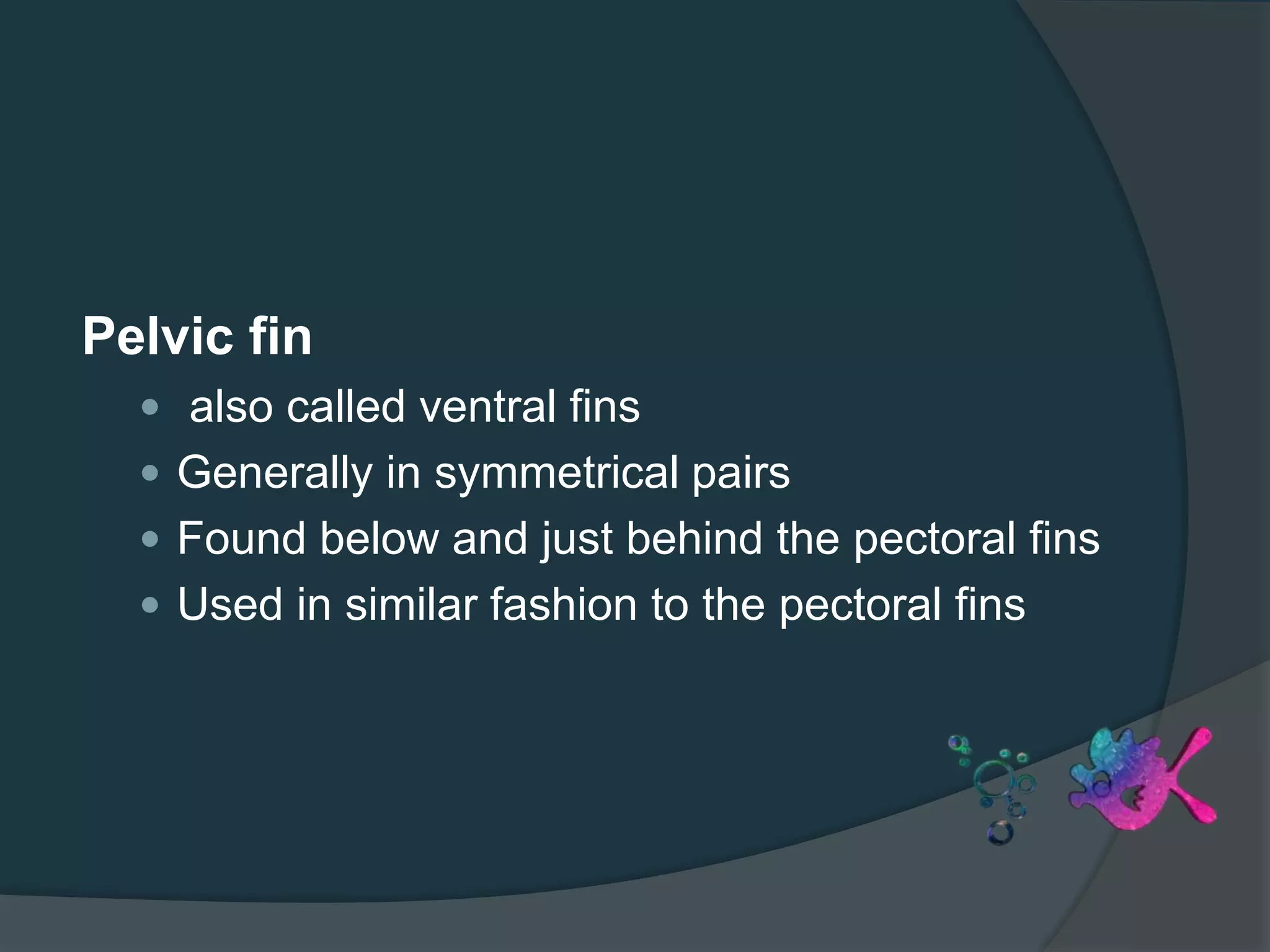 Pelvic fin
 also called ventral fins
 Generally in symmetrical pairs
 Found below and just behind the pectoral fins
 Used in similar fashion to the pectoral fins
 