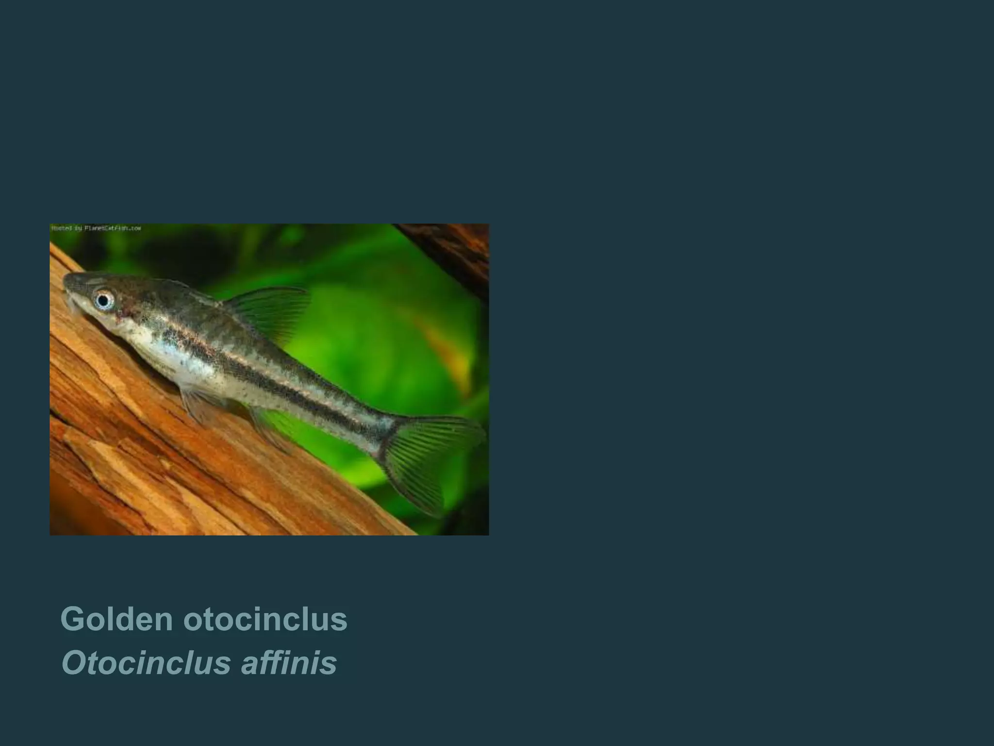 Golden otocinclus
Otocinclus affinis
 