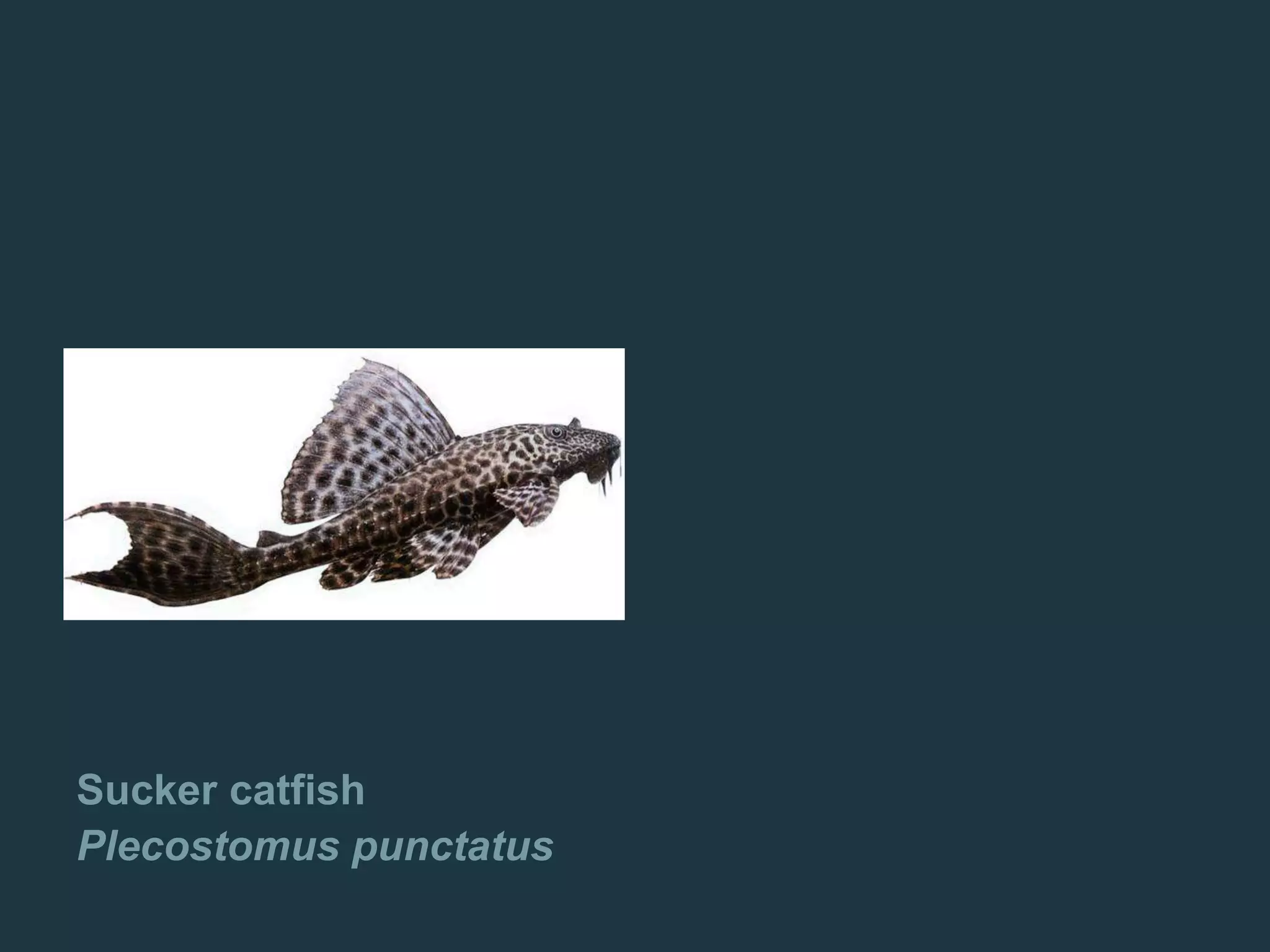 Sucker catfish
Plecostomus punctatus
 