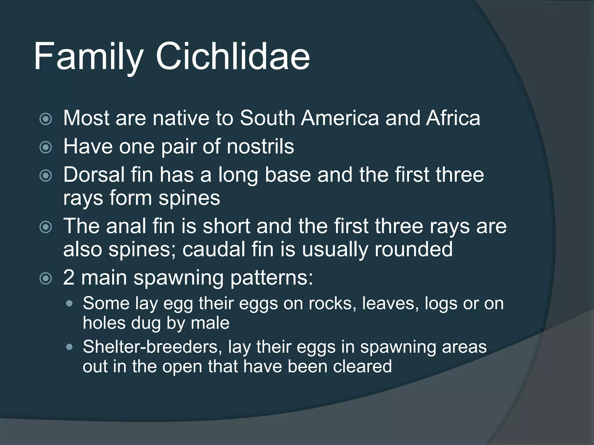 Family Cichlidae
 Most are native to South America and Africa
 Have one pair of nostrils
 Dorsal fin has a long base and the first three
rays form spines
 The anal fin is short and the first three rays are
also spines; caudal fin is usually rounded
 2 main spawning patterns:
 Some lay egg their eggs on rocks, leaves, logs or on
holes dug by male
 Shelter-breeders, lay their eggs in spawning areas
out in the open that have been cleared
 
