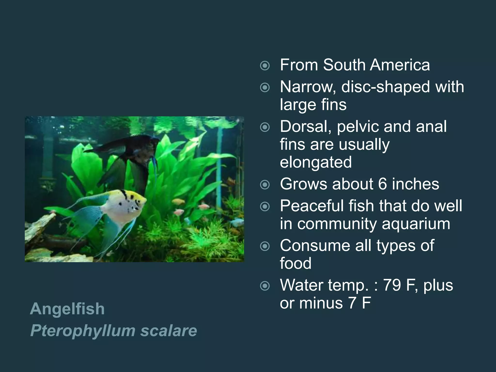 Angelfish
Pterophyllum scalare
 From South America
 Narrow, disc-shaped with
large fins
 Dorsal, pelvic and anal
fins are usually
elongated
 Grows about 6 inches
 Peaceful fish that do well
in community aquarium
 Consume all types of
food
 Water temp. : 79 F, plus
or minus 7 F
 