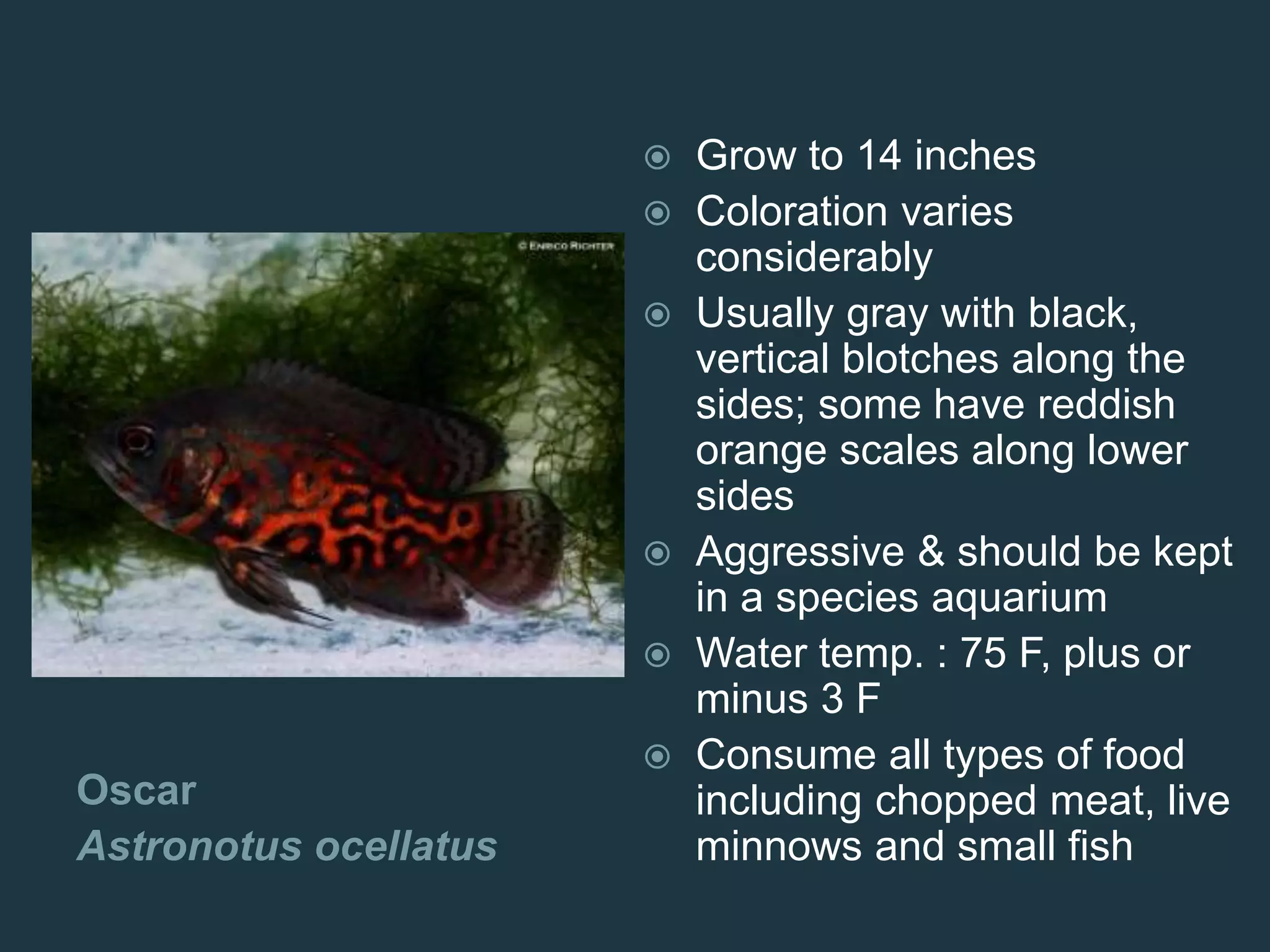 Oscar
Astronotus ocellatus
 Grow to 14 inches
 Coloration varies
considerably
 Usually gray with black,
vertical blotches along the
sides; some have reddish
orange scales along lower
sides
 Aggressive & should be kept
in a species aquarium
 Water temp. : 75 F, plus or
minus 3 F
 Consume all types of food
including chopped meat, live
minnows and small fish
 