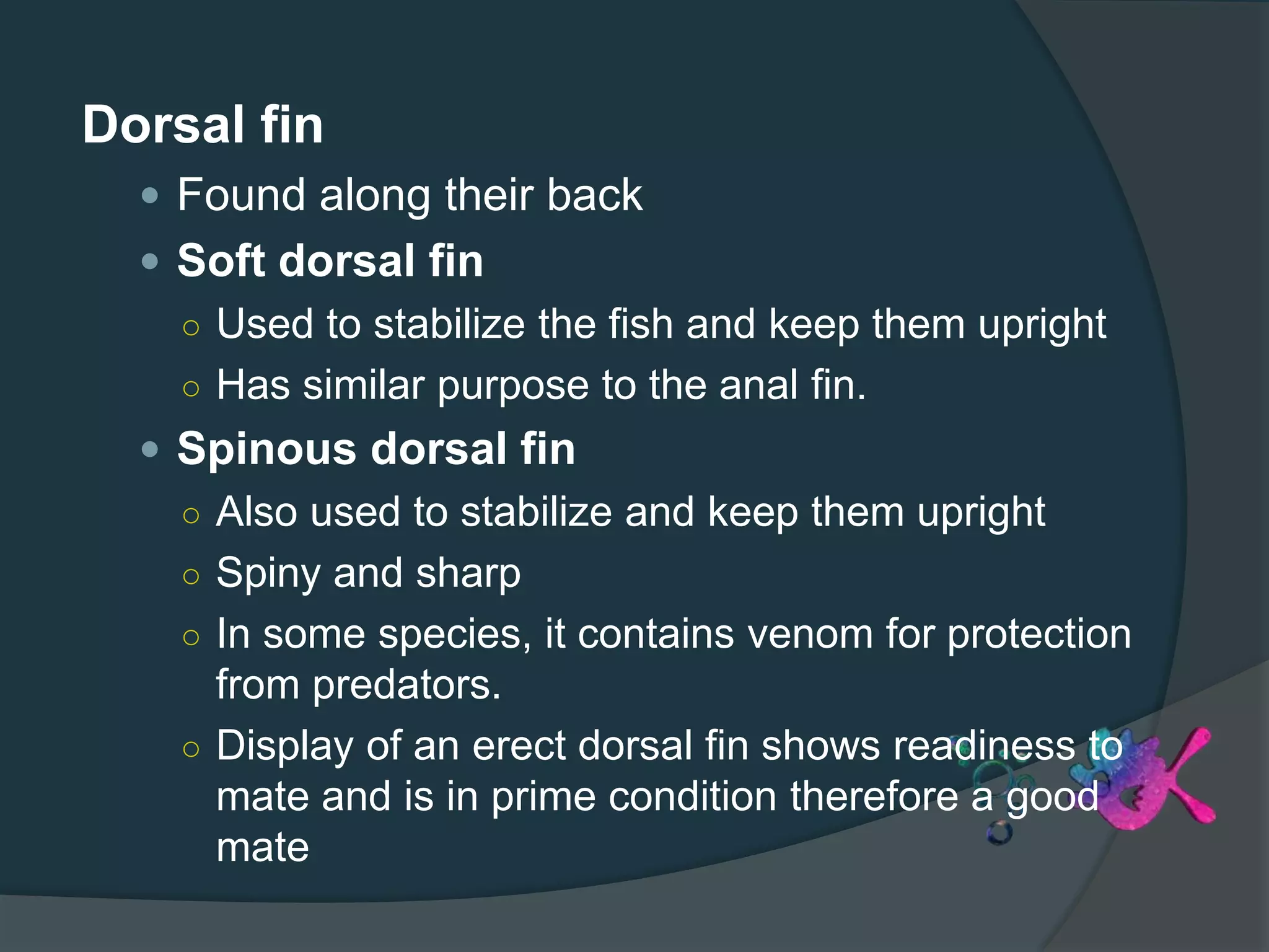 Dorsal fin
 Found along their back
 Soft dorsal fin
○ Used to stabilize the fish and keep them upright
○ Has similar purpose to the anal fin.
 Spinous dorsal fin
○ Also used to stabilize and keep them upright
○ Spiny and sharp
○ In some species, it contains venom for protection
from predators.
○ Display of an erect dorsal fin shows readiness to
mate and is in prime condition therefore a good
mate
 