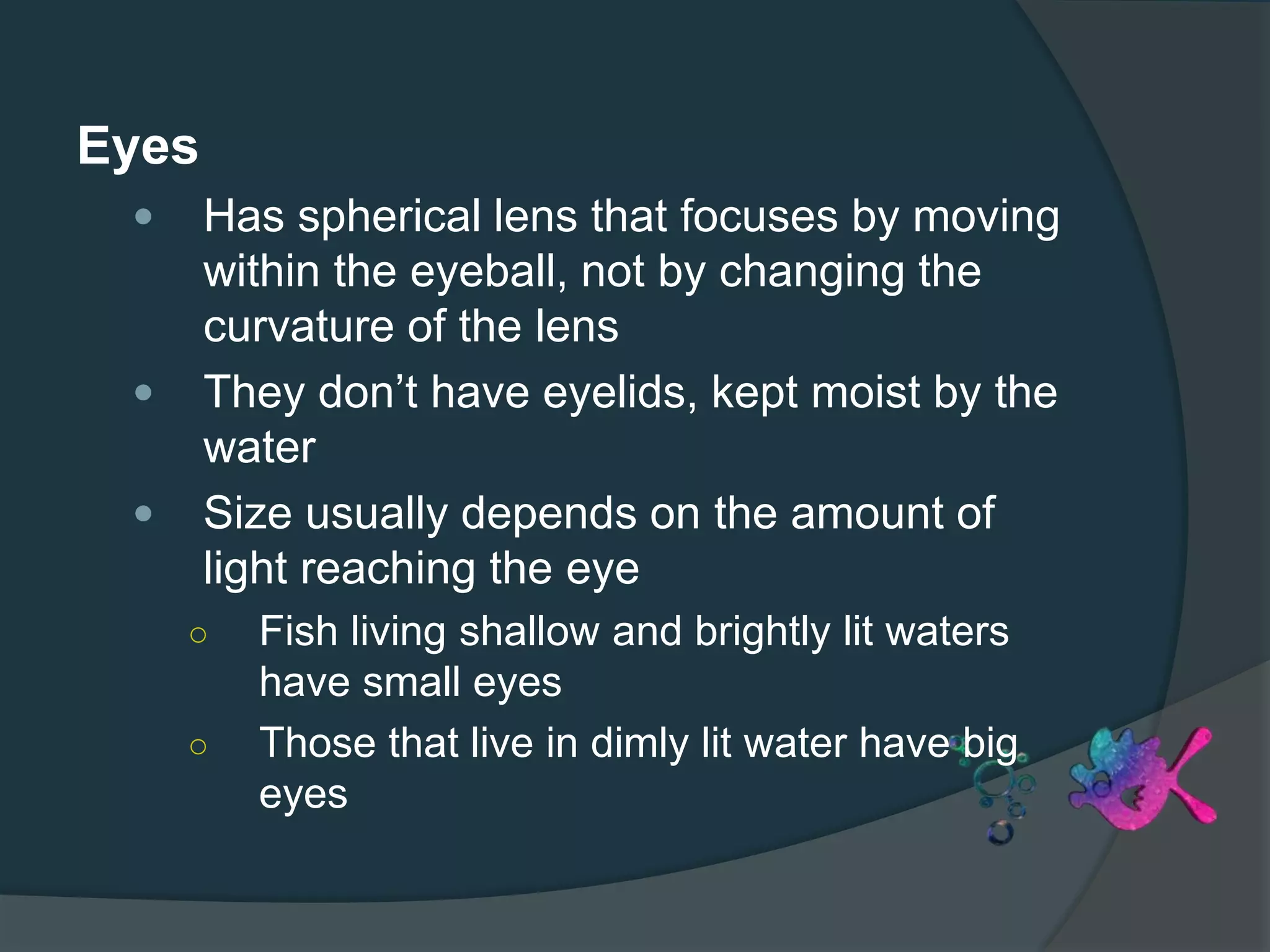 Eyes
 Has spherical lens that focuses by moving
within the eyeball, not by changing the
curvature of the lens
 They don’t have eyelids, kept moist by the
water
 Size usually depends on the amount of
light reaching the eye
○ Fish living shallow and brightly lit waters
have small eyes
○ Those that live in dimly lit water have big
eyes
 